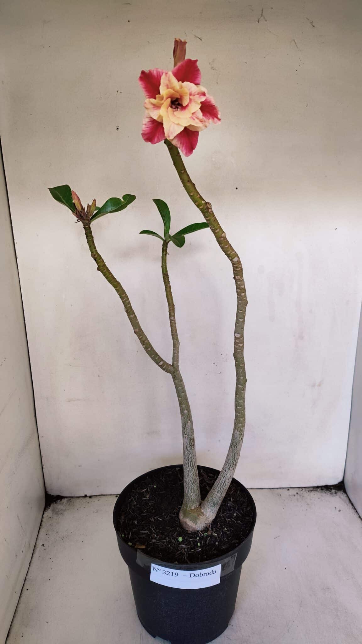 Planta Dobrada 3219 – 50cm – 03 anos
