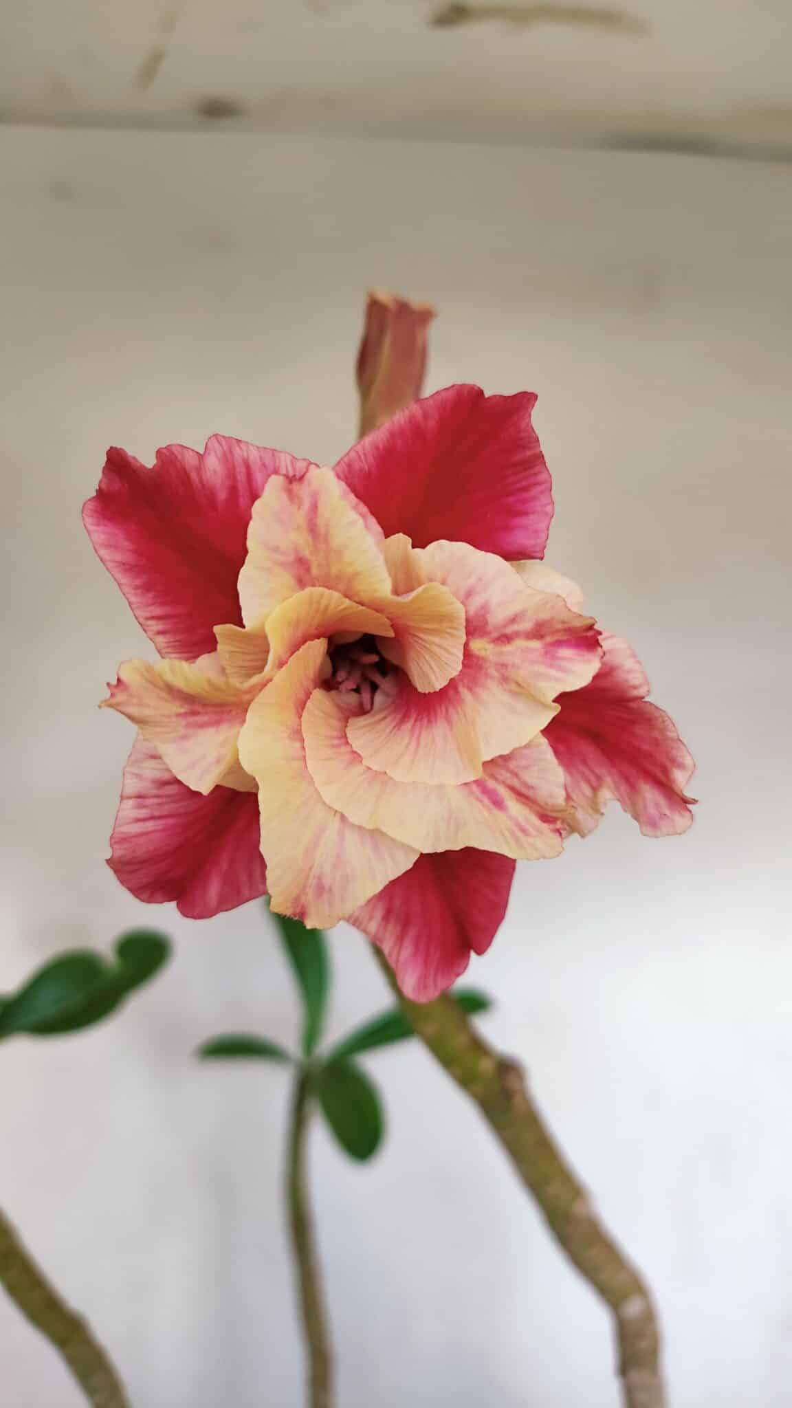 Planta Dobrada 3219 – 50cm – 03 anos