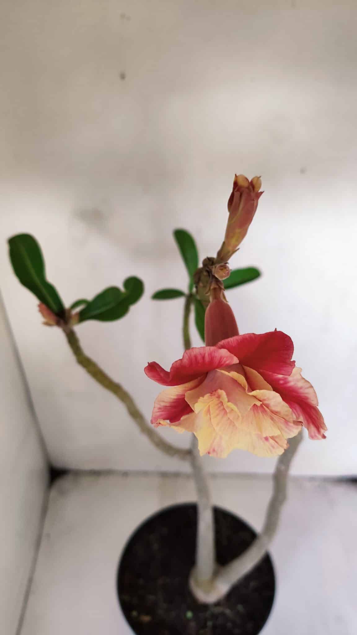 Planta Dobrada 3219 – 50cm – 03 anos