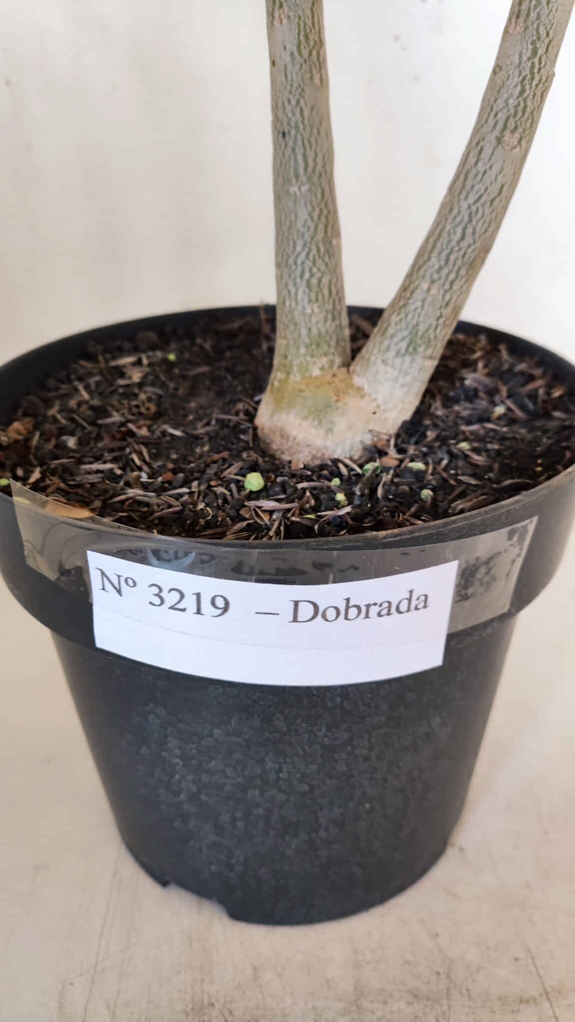 Planta Dobrada 3219 – 50cm – 03 anos