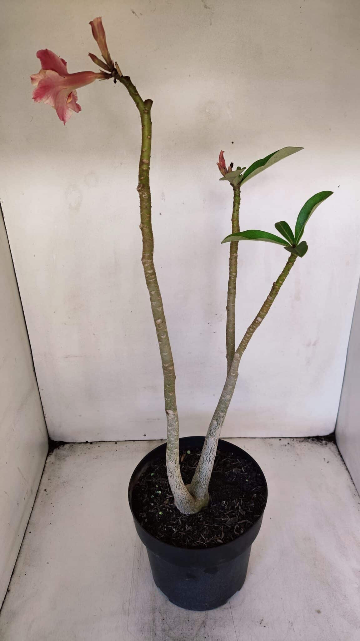 Planta Dobrada 3219 – 50cm – 03 anos