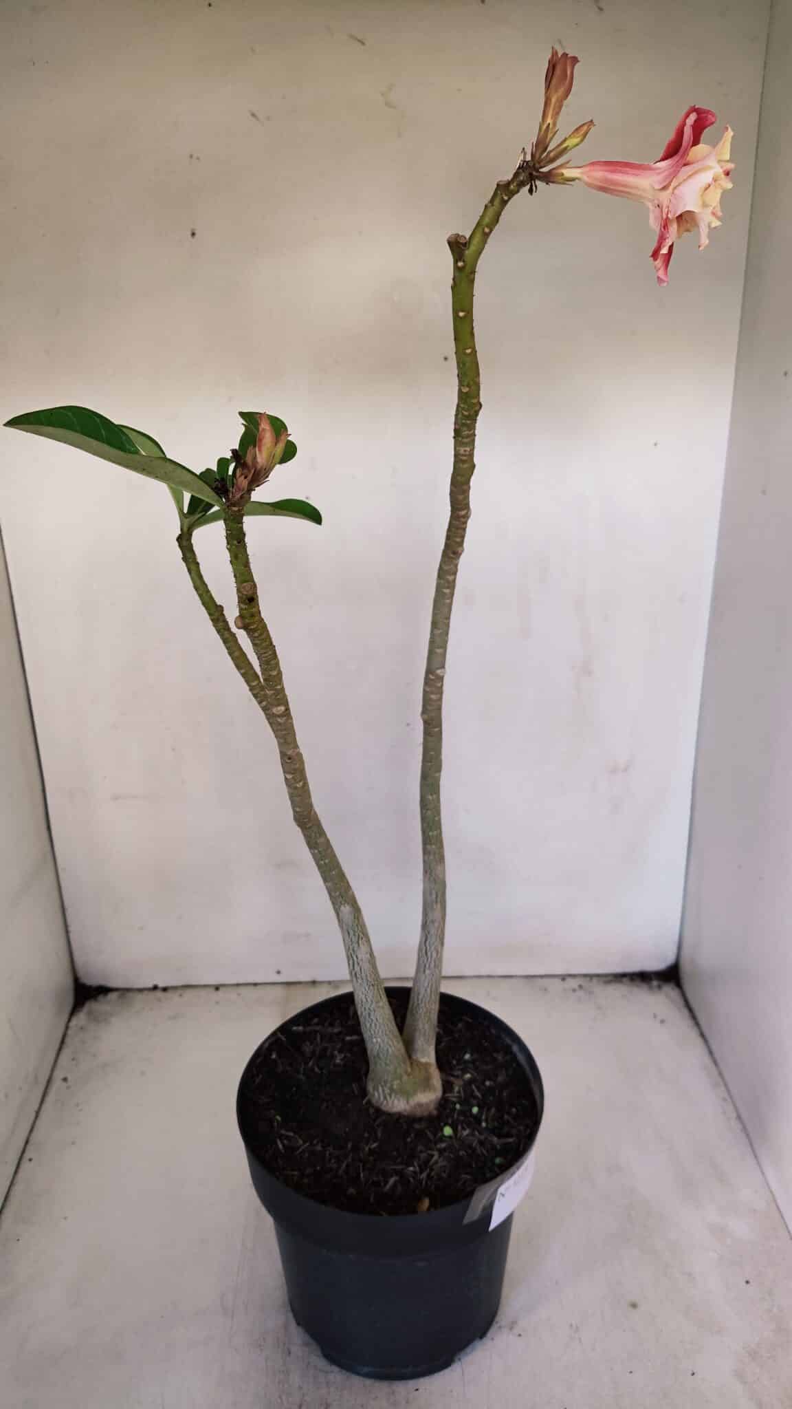 Planta Dobrada 3219 – 50cm – 03 anos