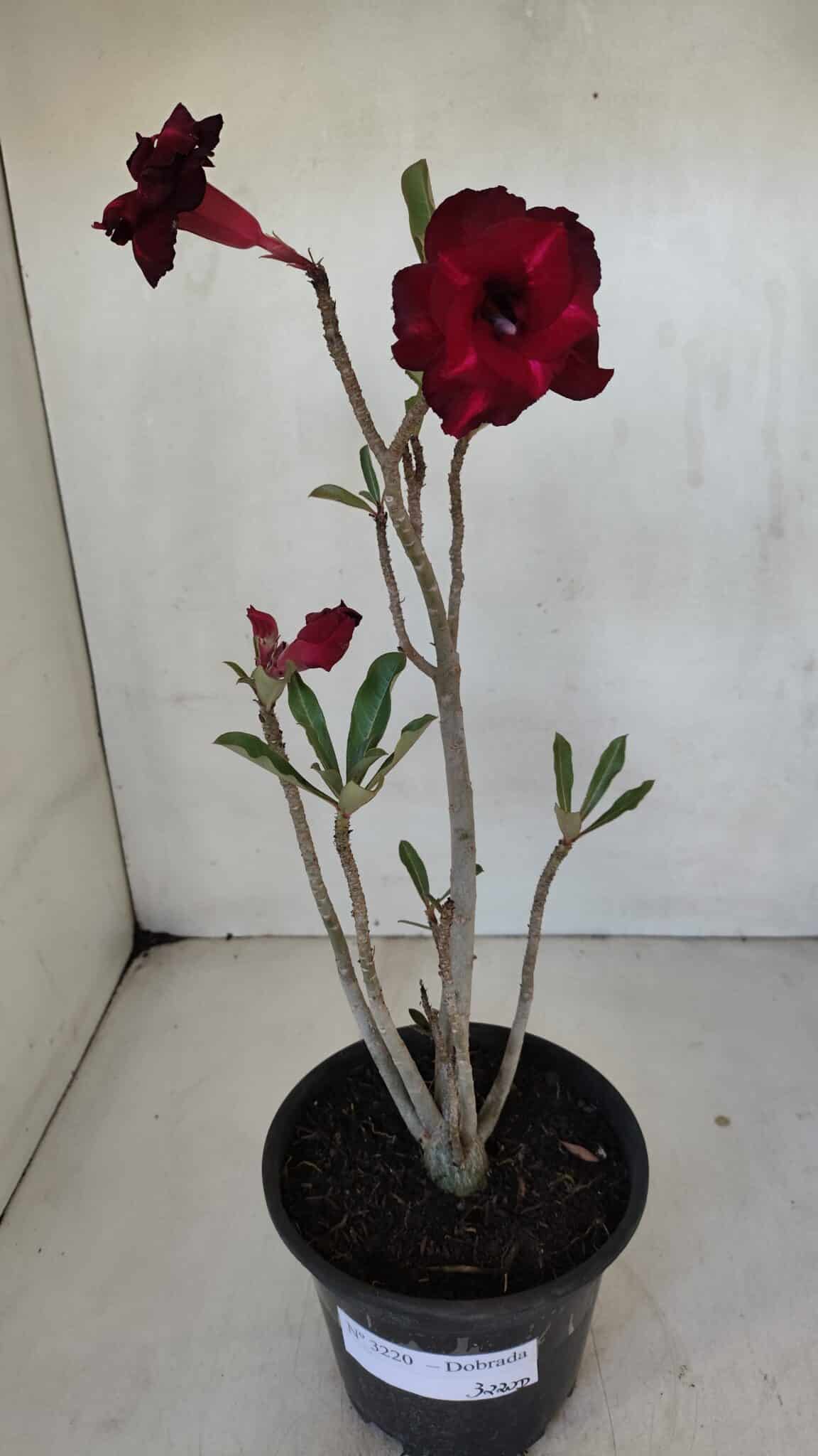 Planta Dobrada 3220 – 30cm – 02 anos