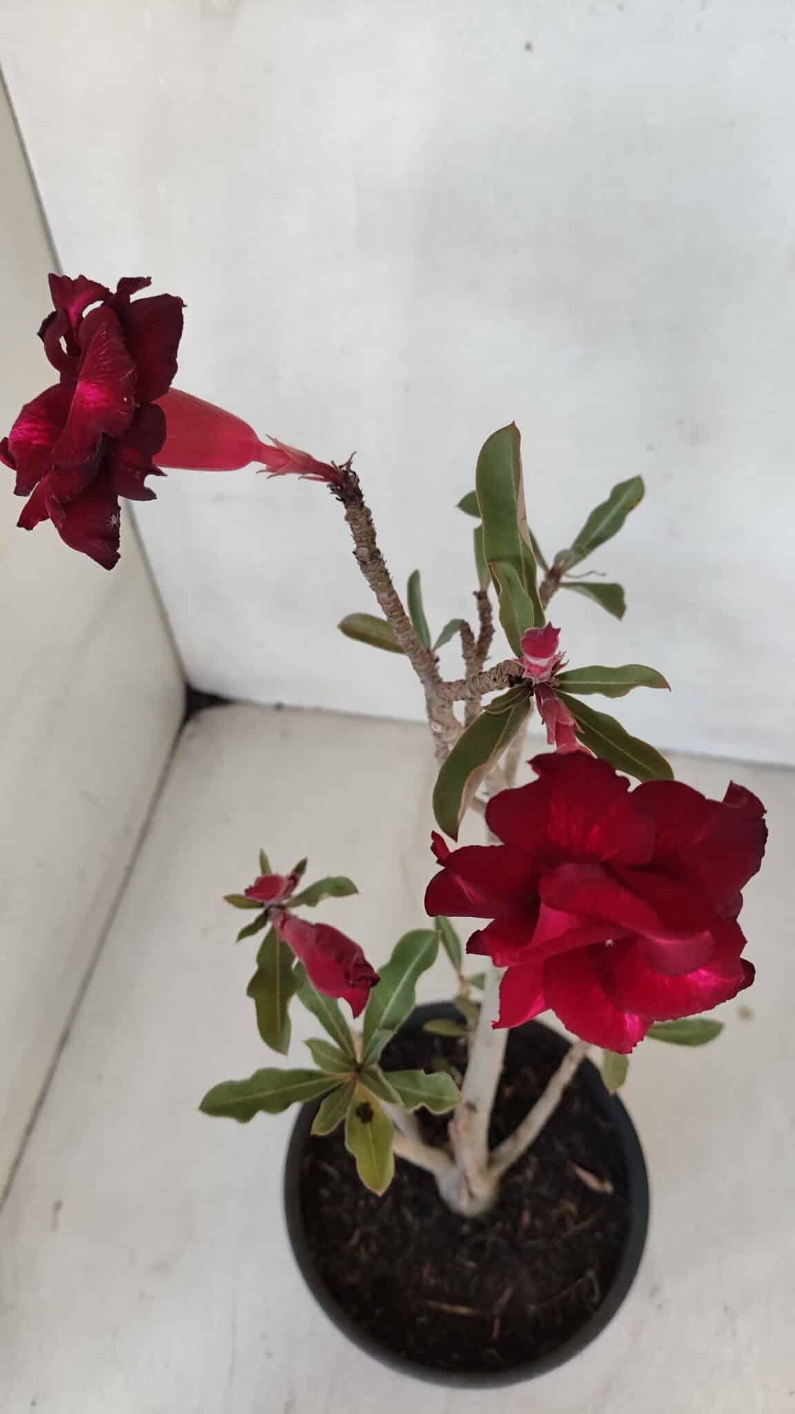 Planta Dobrada 3220 – 30cm – 02 anos