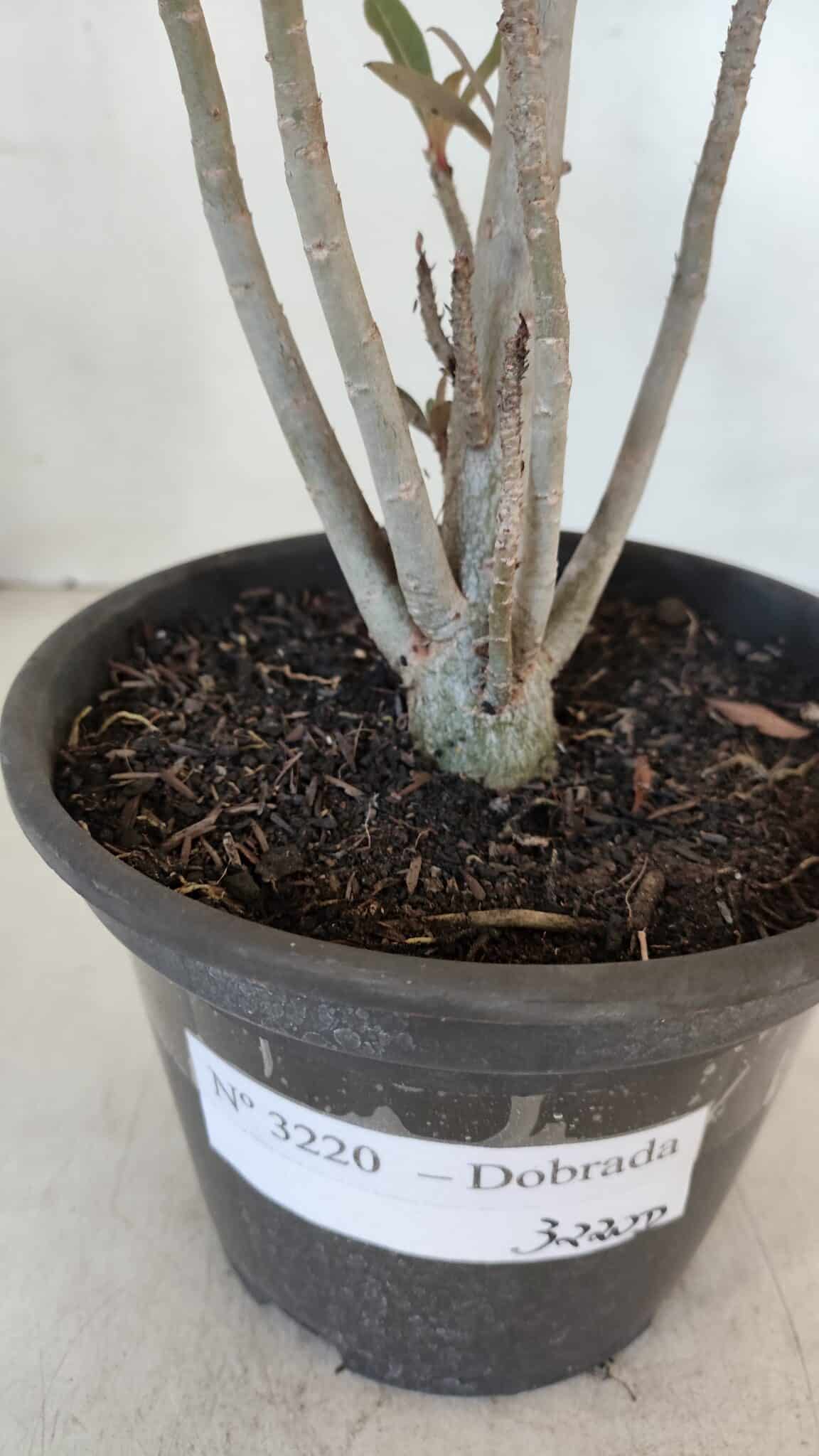 Planta Dobrada 3220 – 30cm – 02 anos