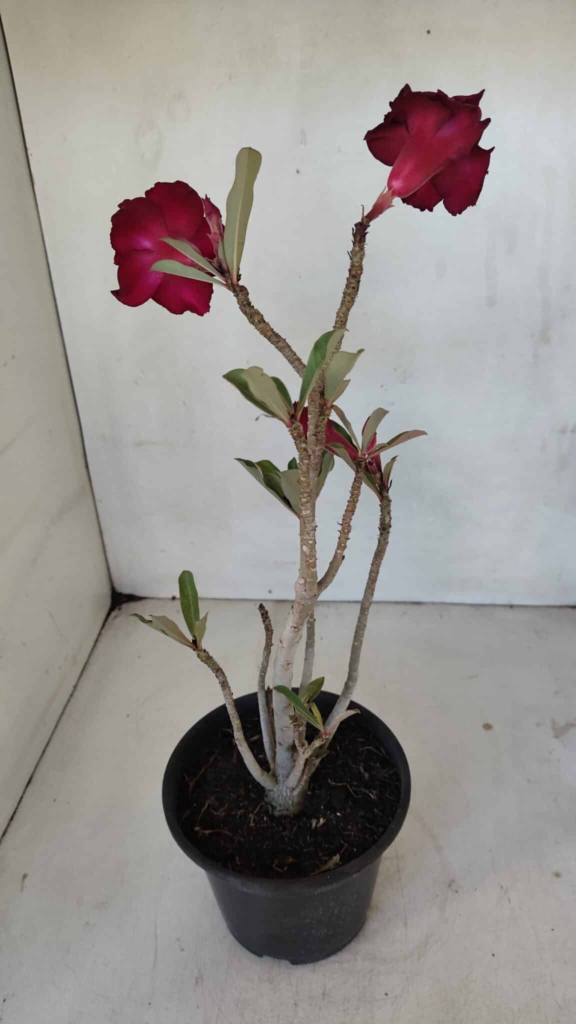 Planta Dobrada 3220 – 30cm – 02 anos