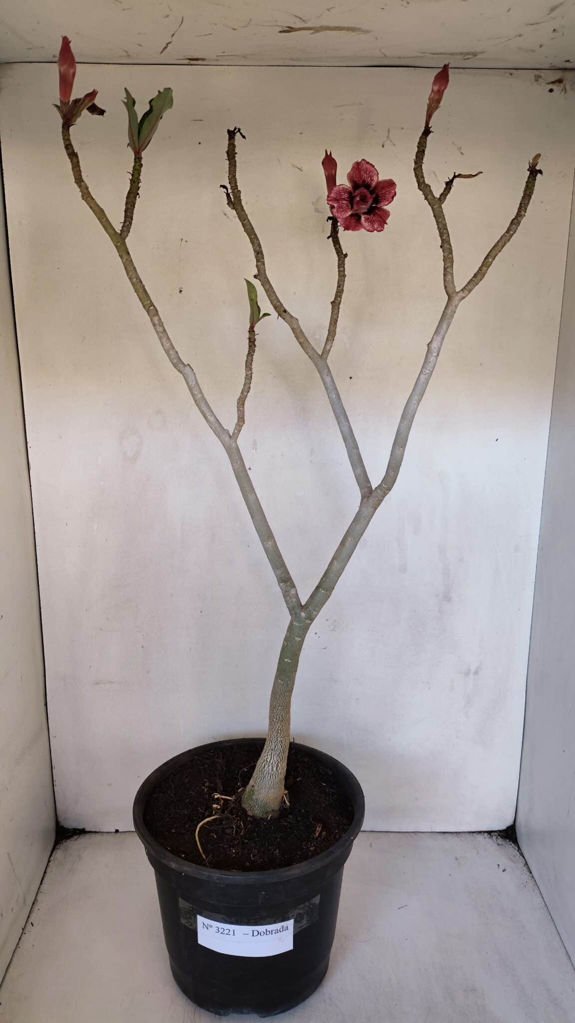 Planta Dobrada 3221 – 50cm – 04 anos