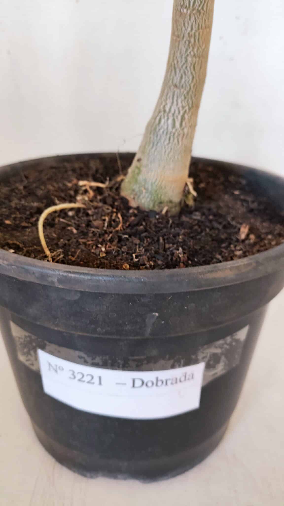 Planta Dobrada 3221 – 50cm – 04 anos