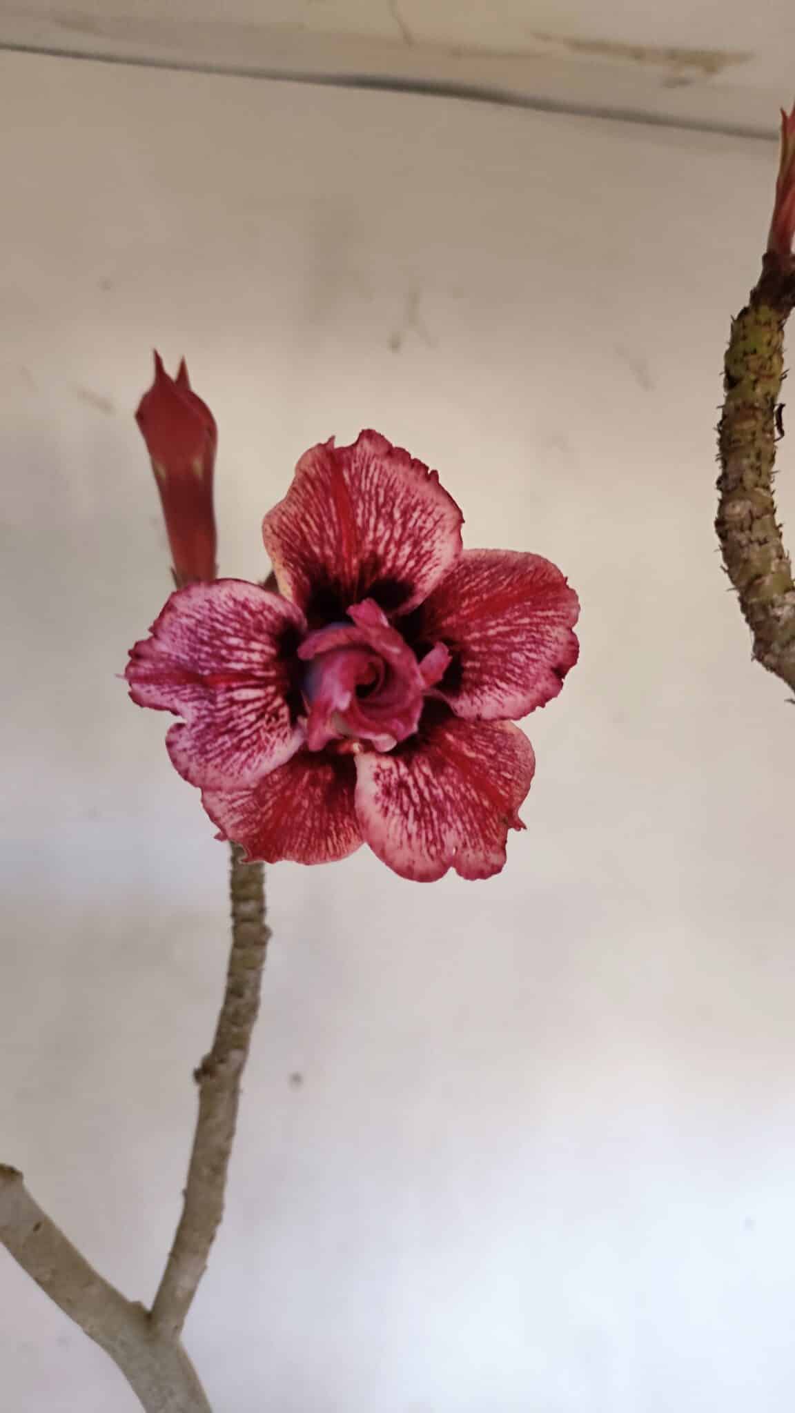 Planta Dobrada 3221 – 50cm – 04 anos
