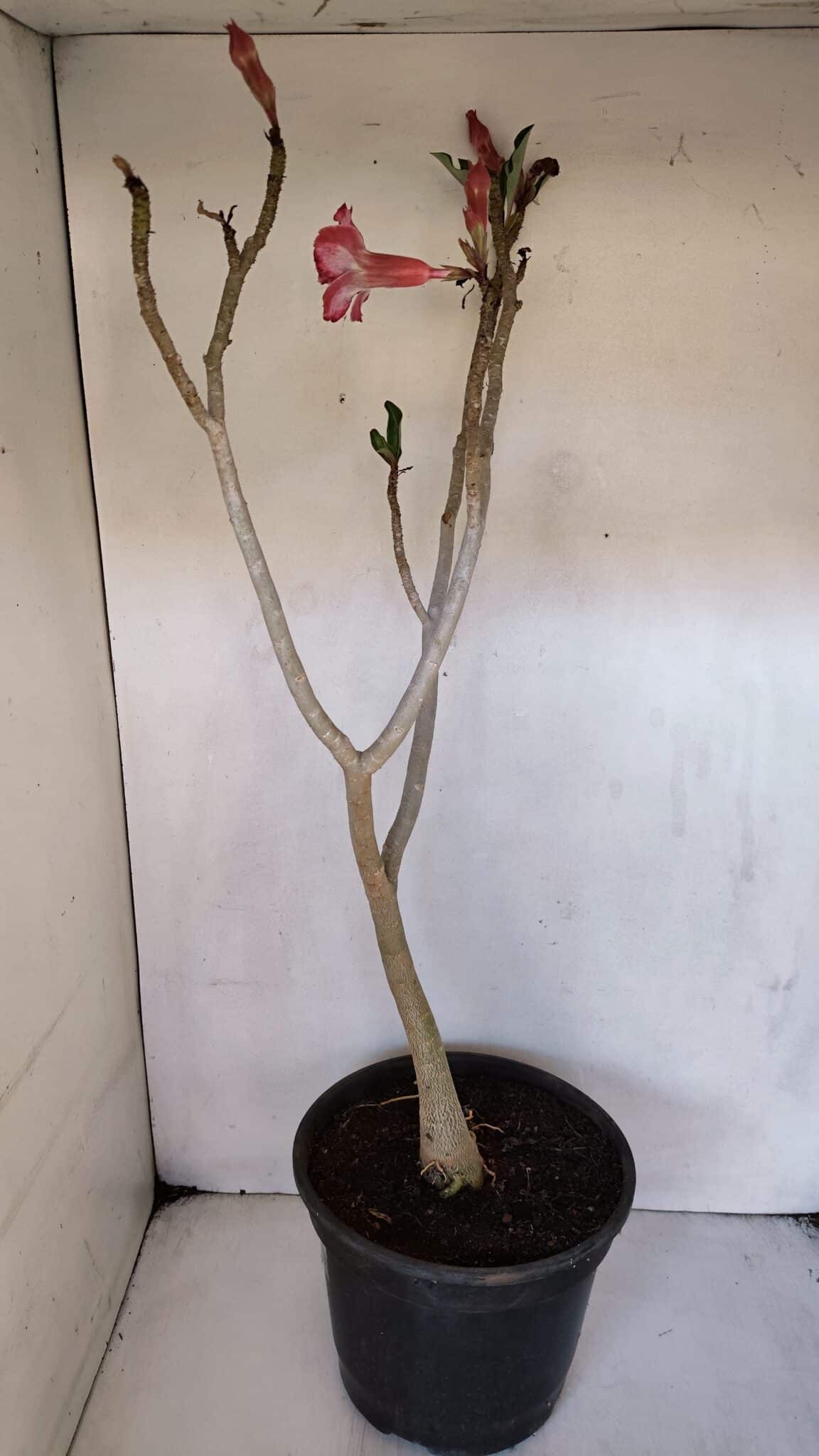 Planta Dobrada 3221 – 50cm – 04 anos