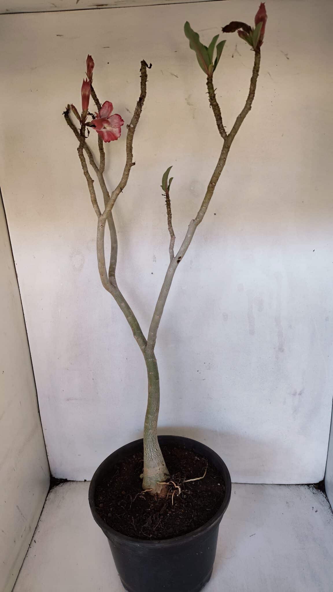 Planta Dobrada 3221 – 50cm – 04 anos