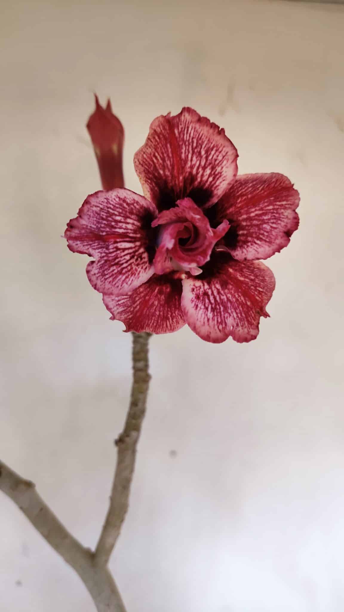 Planta Dobrada 3221 – 50cm – 04 anos