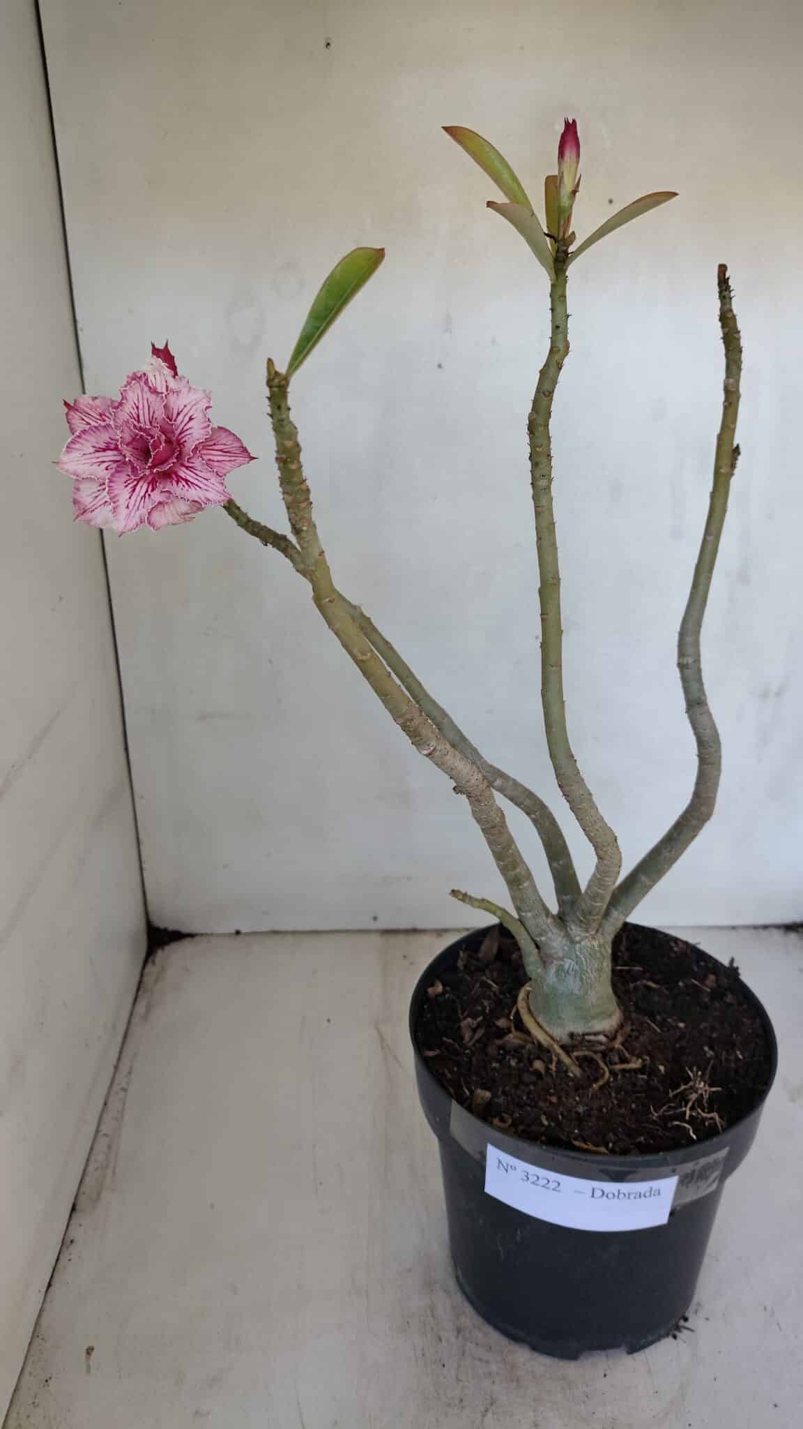 Planta Dobrada 3222 – 40cm – 03 anos