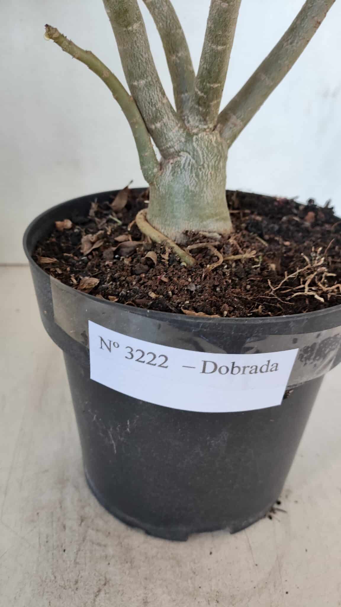 Planta Dobrada 3222 – 40cm – 03 anos
