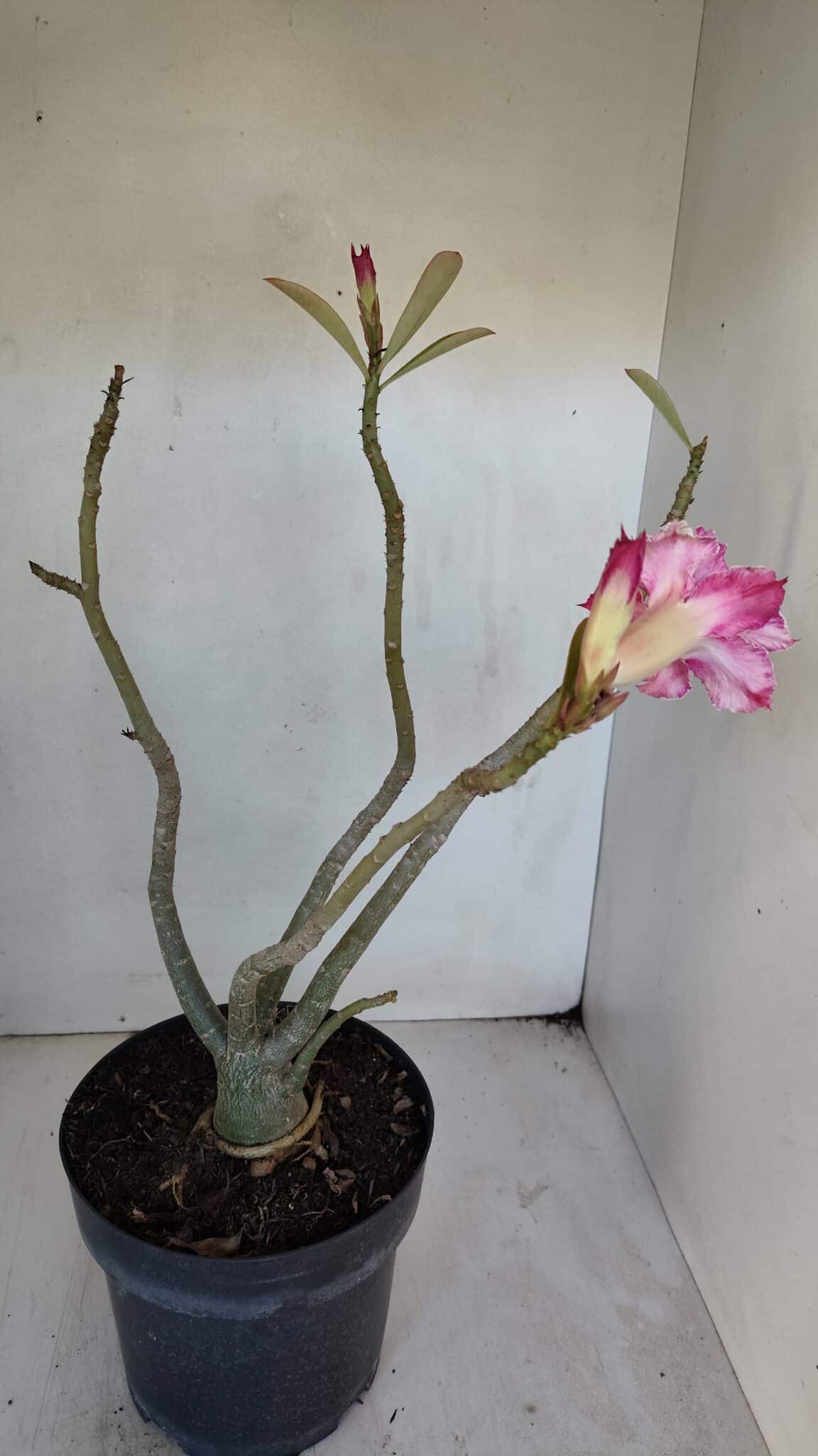 Planta Dobrada 3222 – 40cm – 03 anos