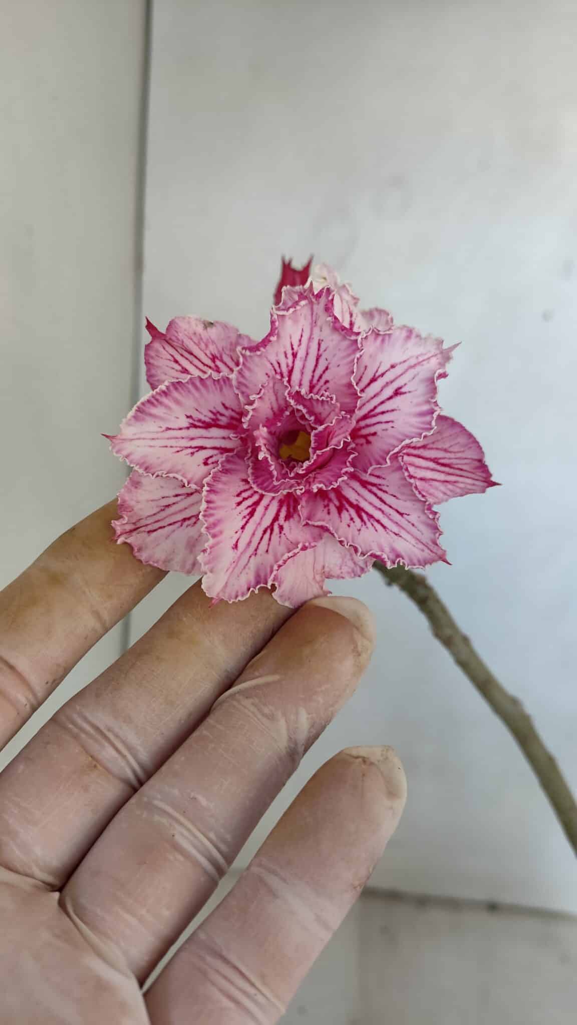 Planta Dobrada 3222 – 40cm – 03 anos