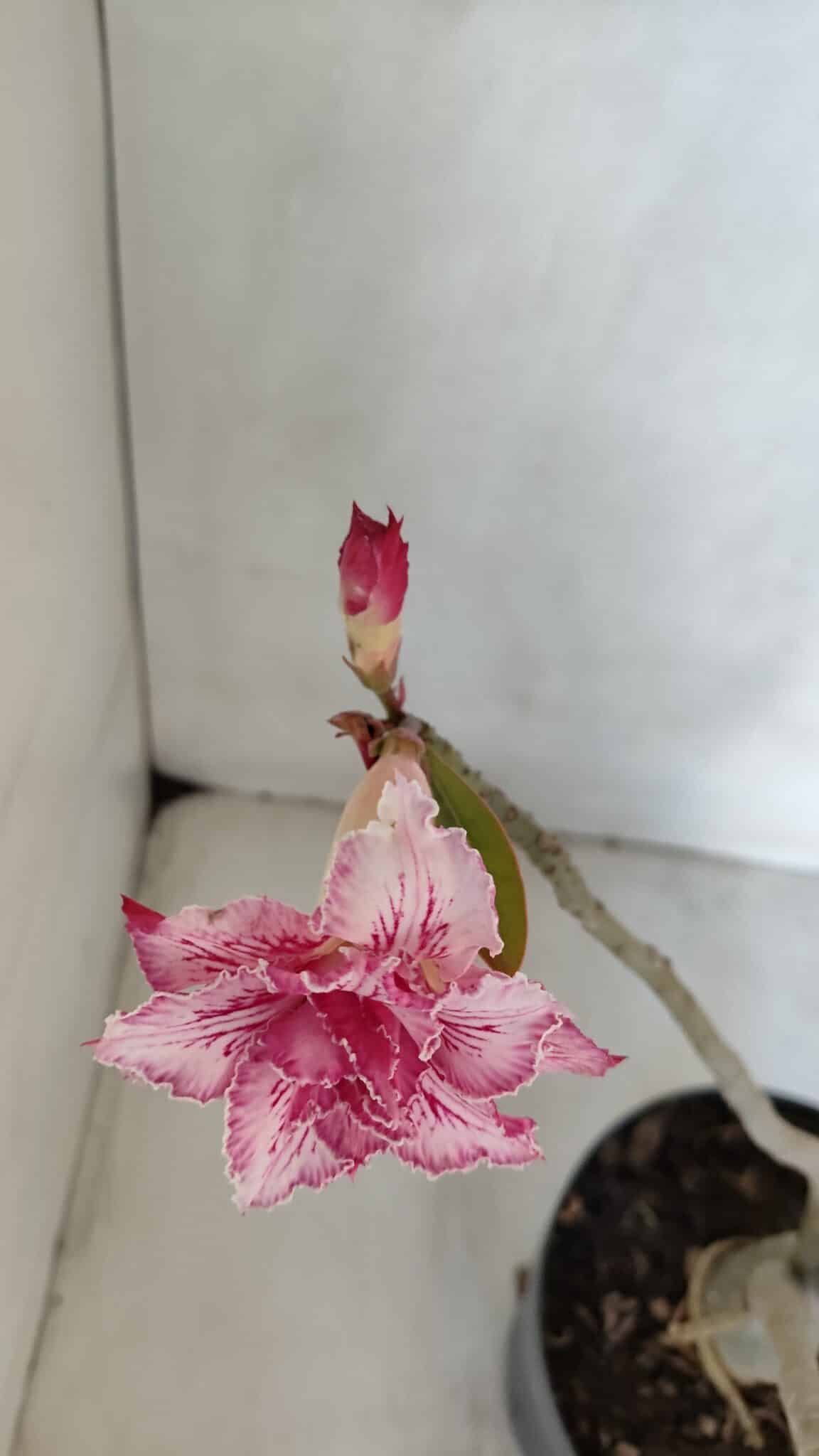 Planta Dobrada 3222 – 40cm – 03 anos