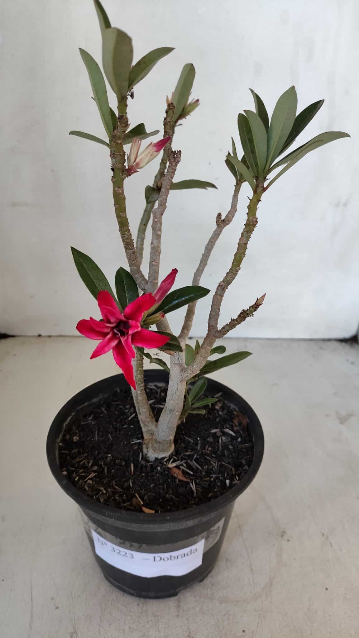 Planta Dobrada 3223 – 30cm – 02 anos