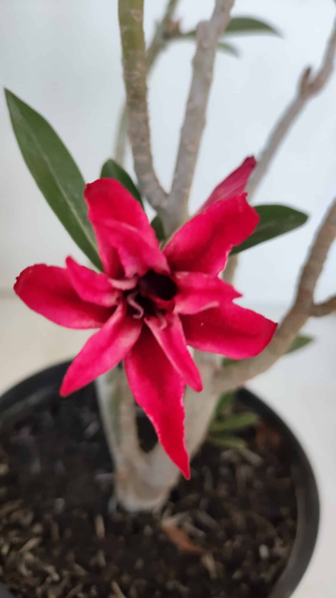 Planta Dobrada 3223 – 30cm – 02 anos