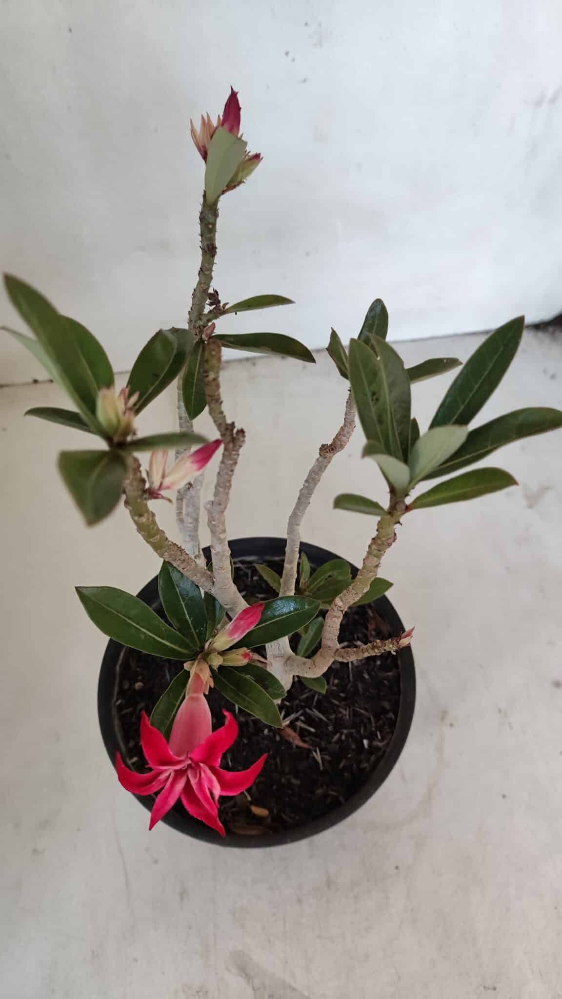 Planta Dobrada 3223 – 30cm – 02 anos