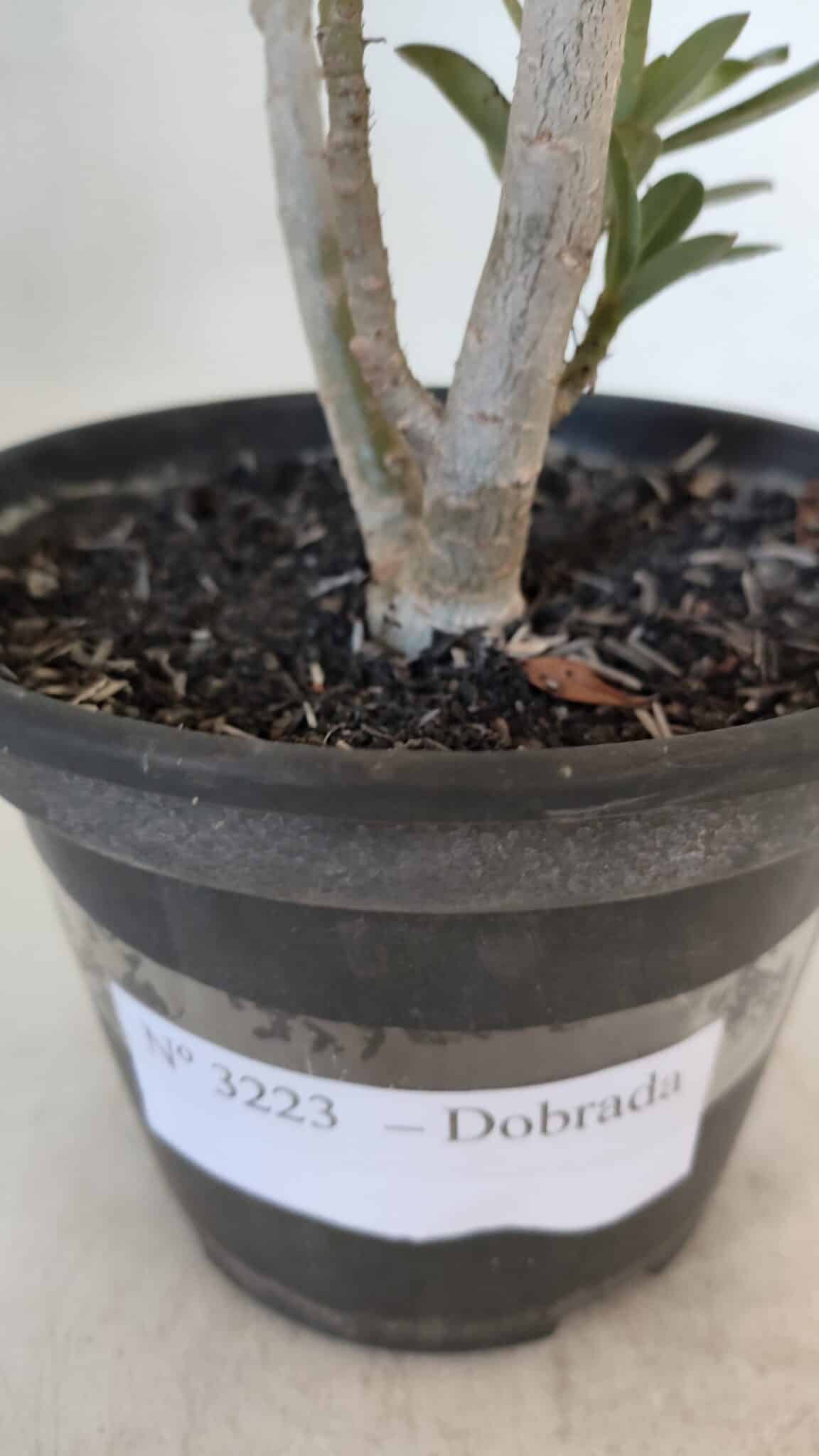 Planta Dobrada 3223 – 30cm – 02 anos