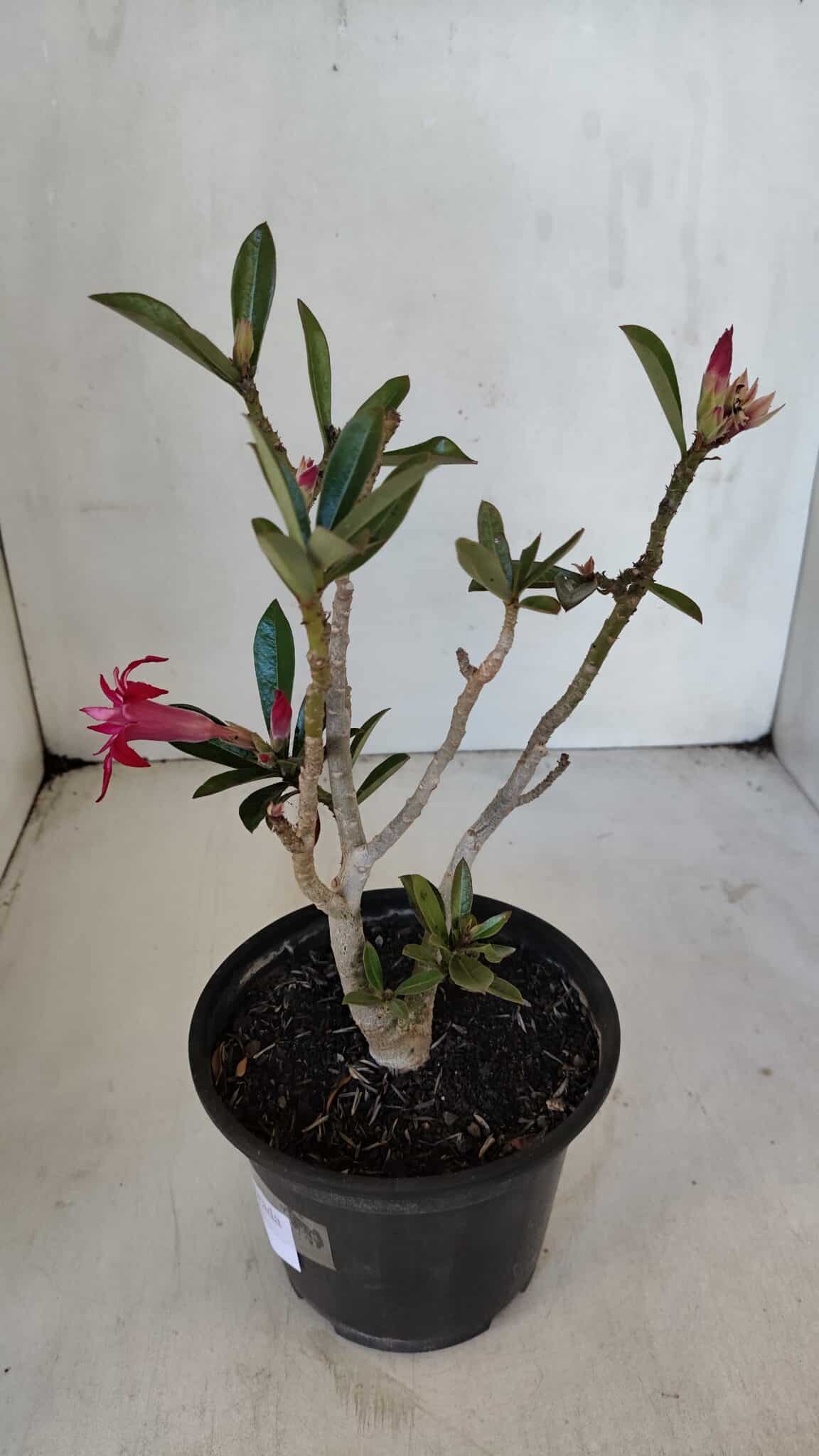 Planta Dobrada 3223 – 30cm – 02 anos