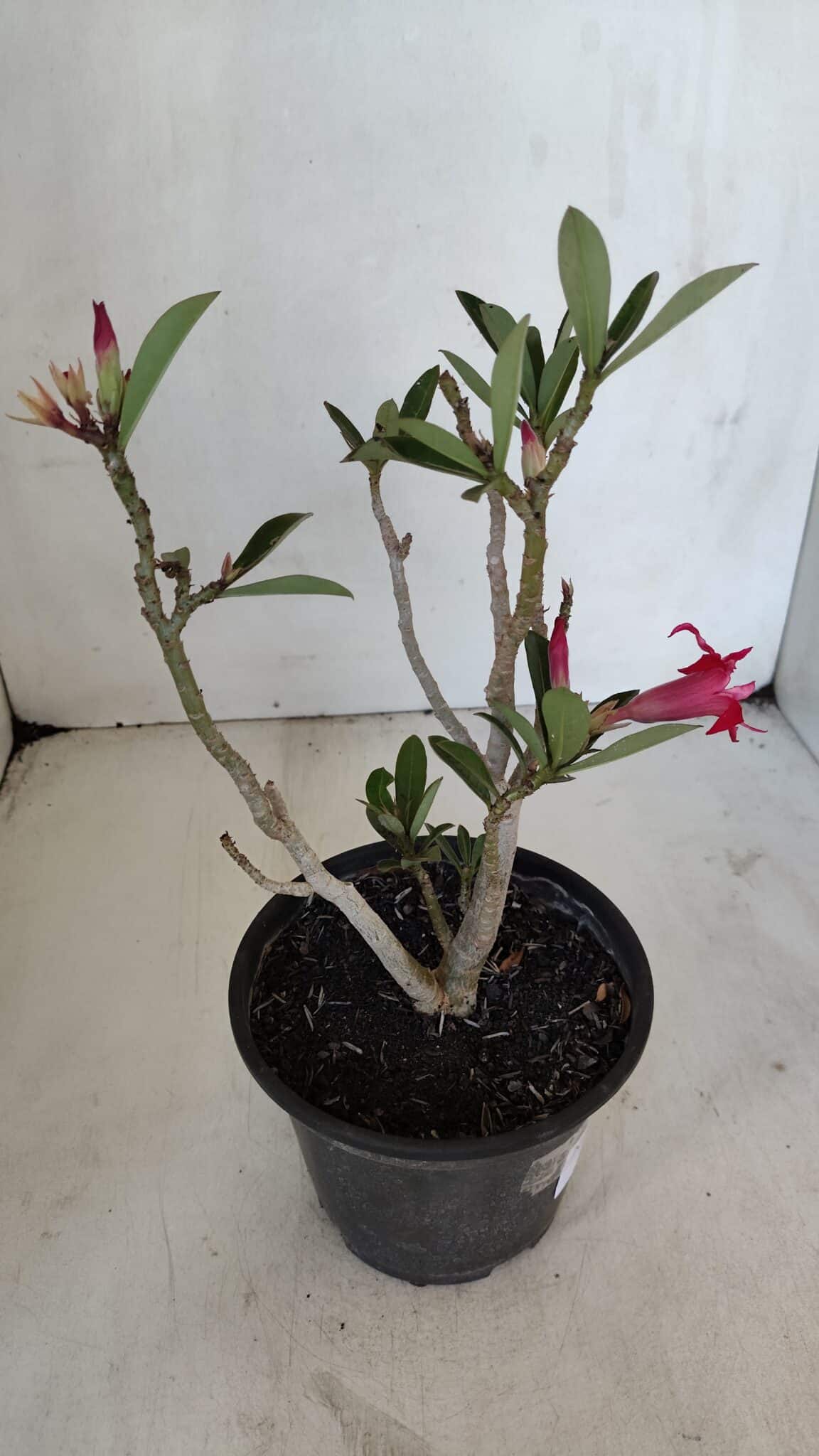 Planta Dobrada 3223 – 30cm – 02 anos