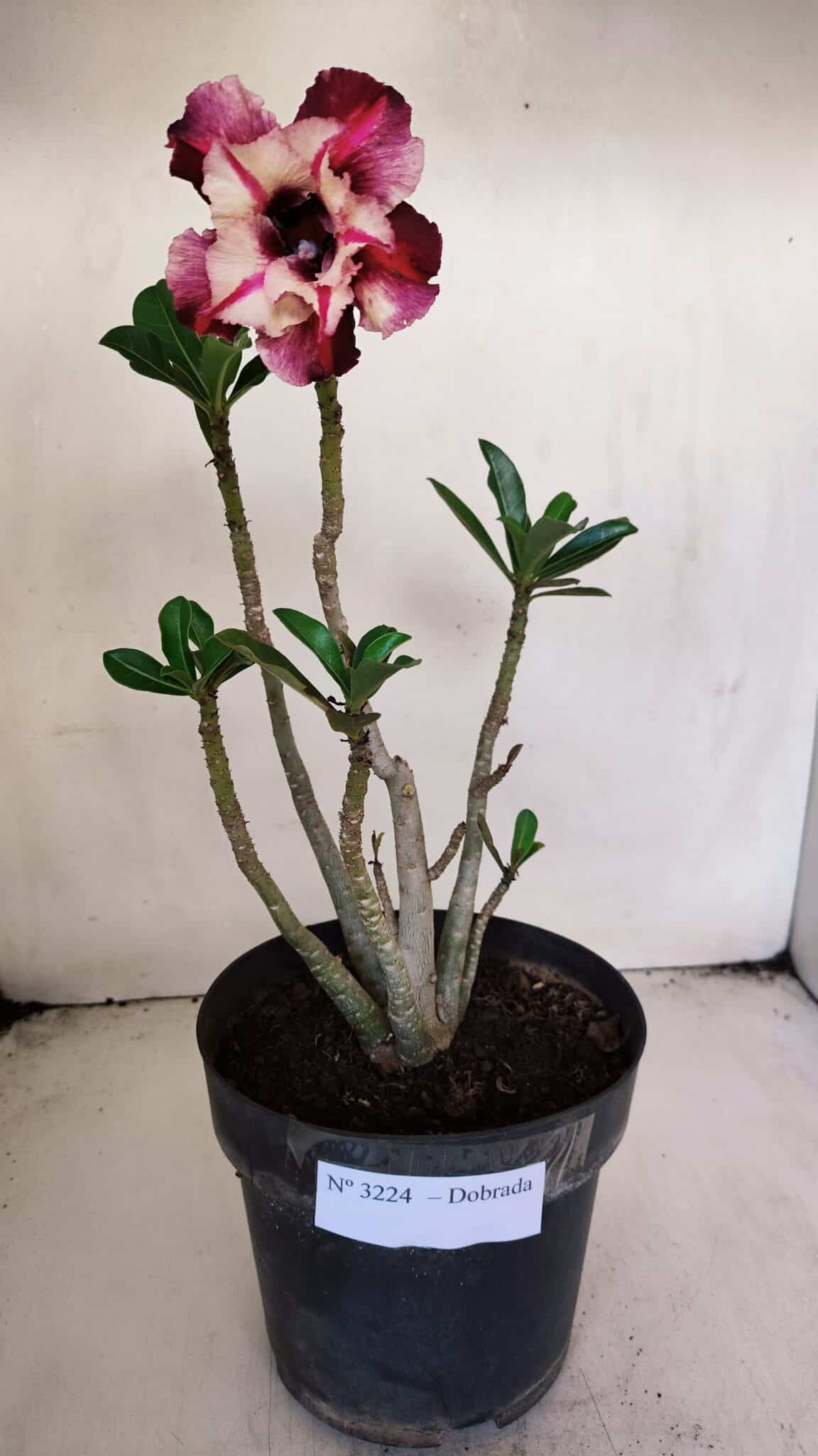 Planta Dobrada 3224 – 40cm – 03 anos