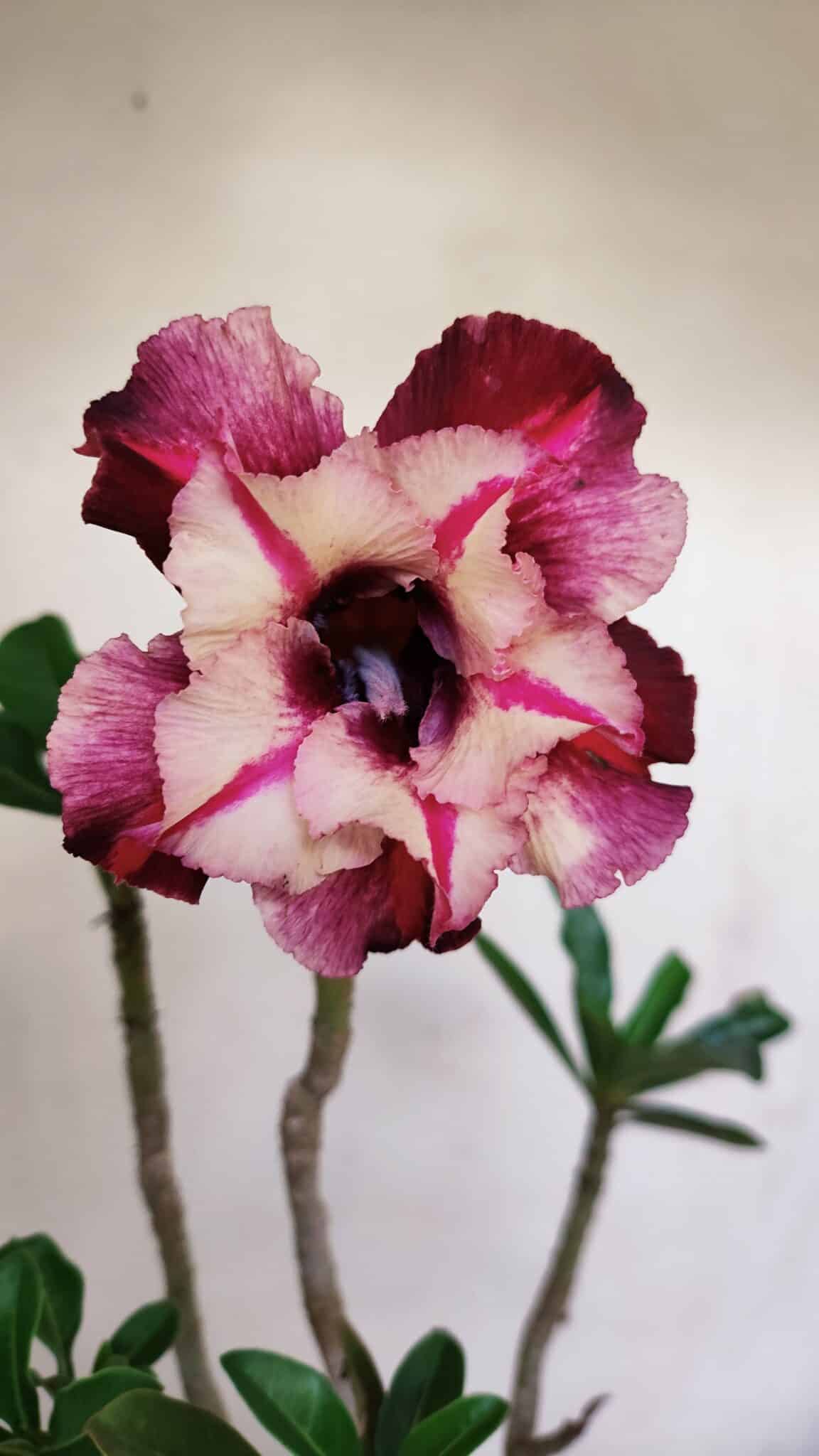 Planta Dobrada 3224 – 40cm – 03 anos