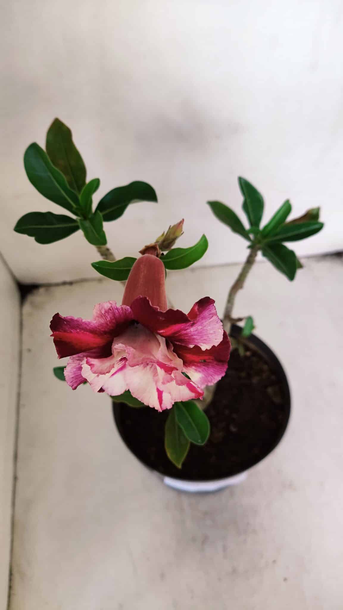Planta Dobrada 3224 – 40cm – 03 anos