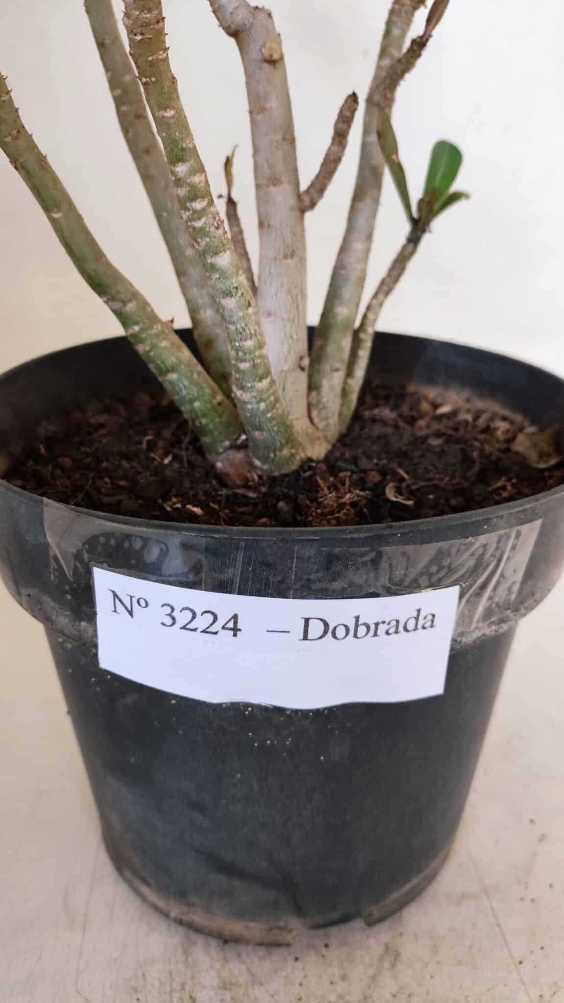 Planta Dobrada 3224 – 40cm – 03 anos