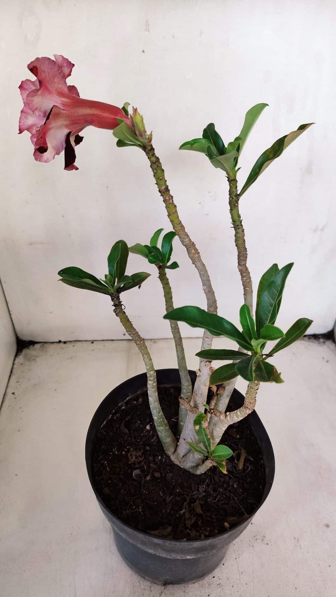 Planta Dobrada 3224 – 40cm – 03 anos