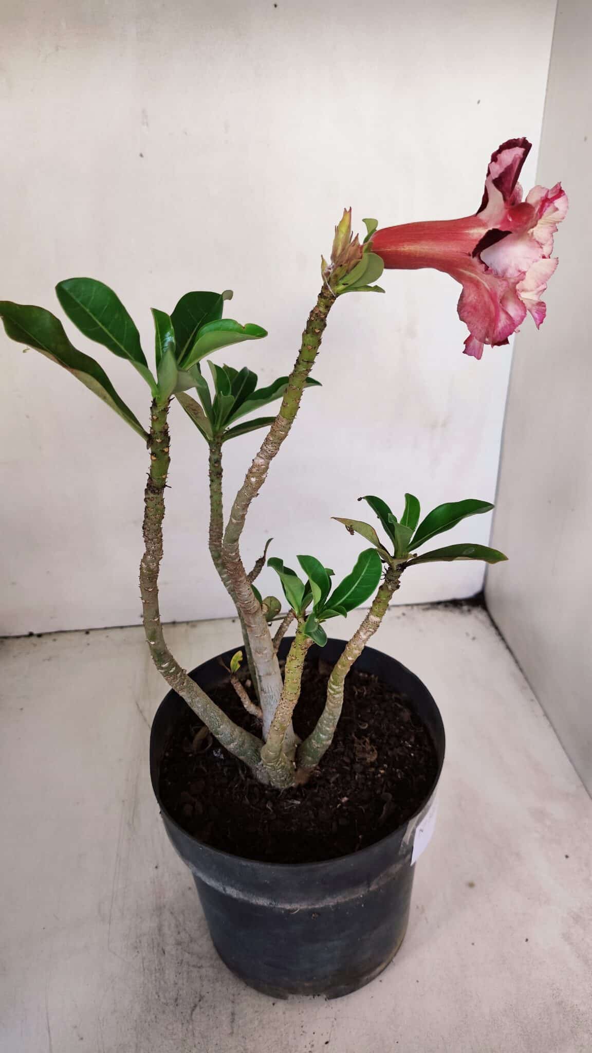 Planta Dobrada 3224 – 40cm – 03 anos