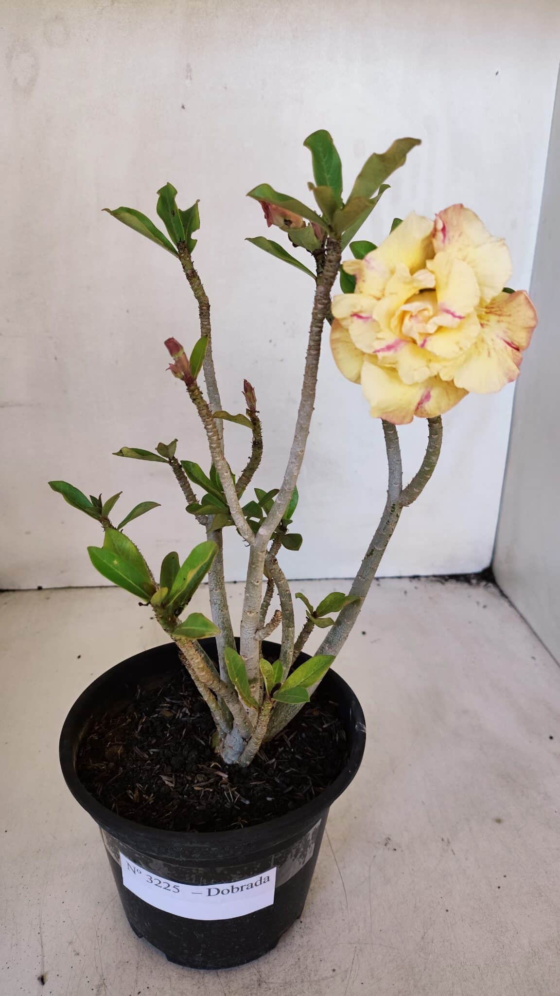 Planta Dobrada 3225 – 30cm – 03 anos