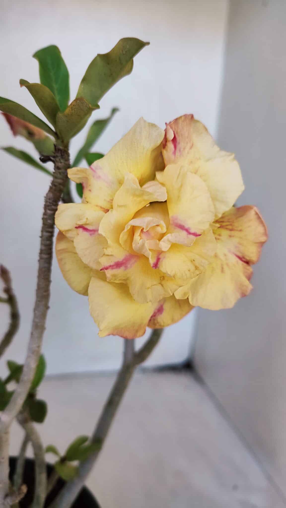 Planta Dobrada 3225 – 30cm – 03 anos
