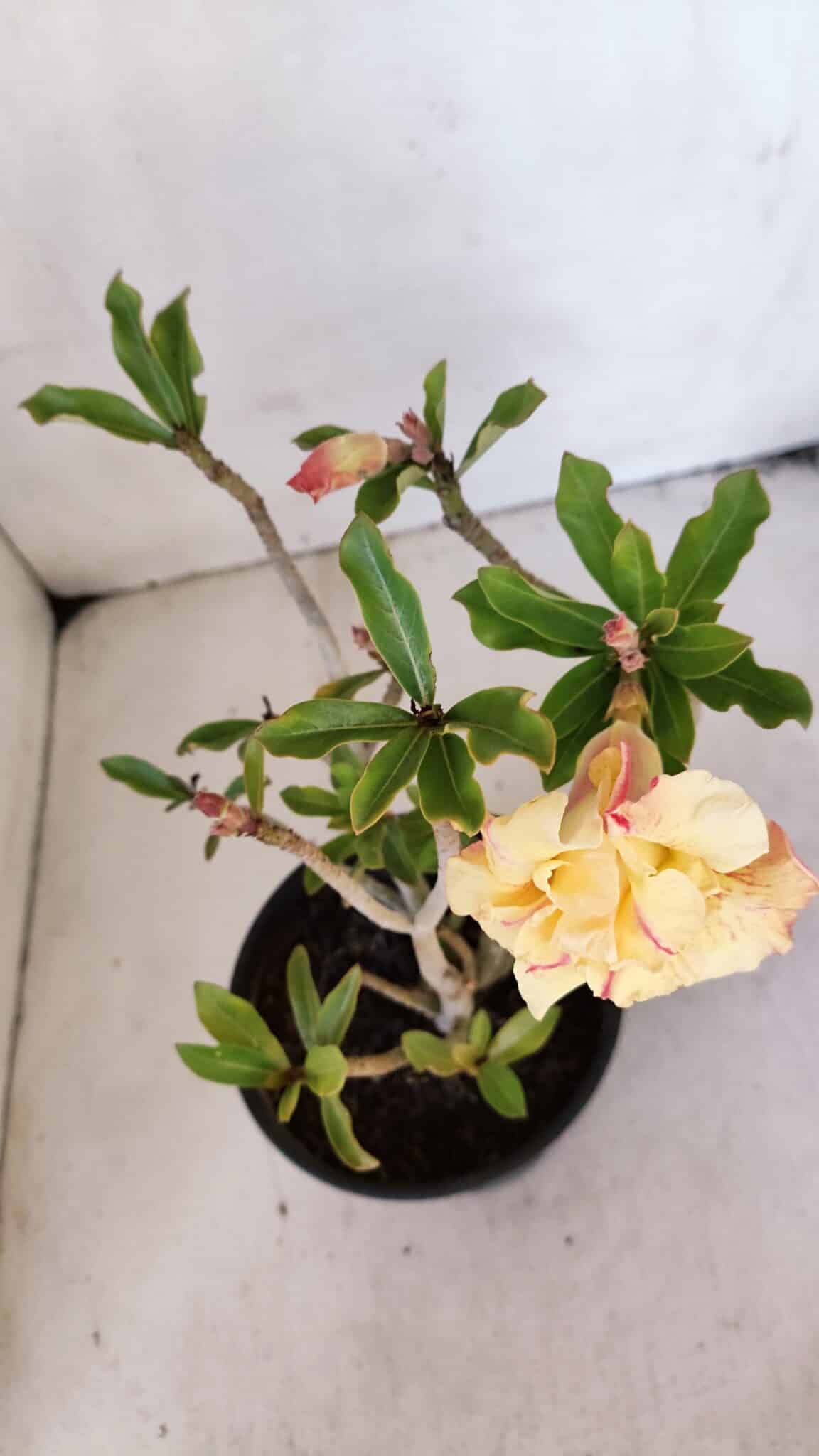 Planta Dobrada 3225 – 30cm – 03 anos