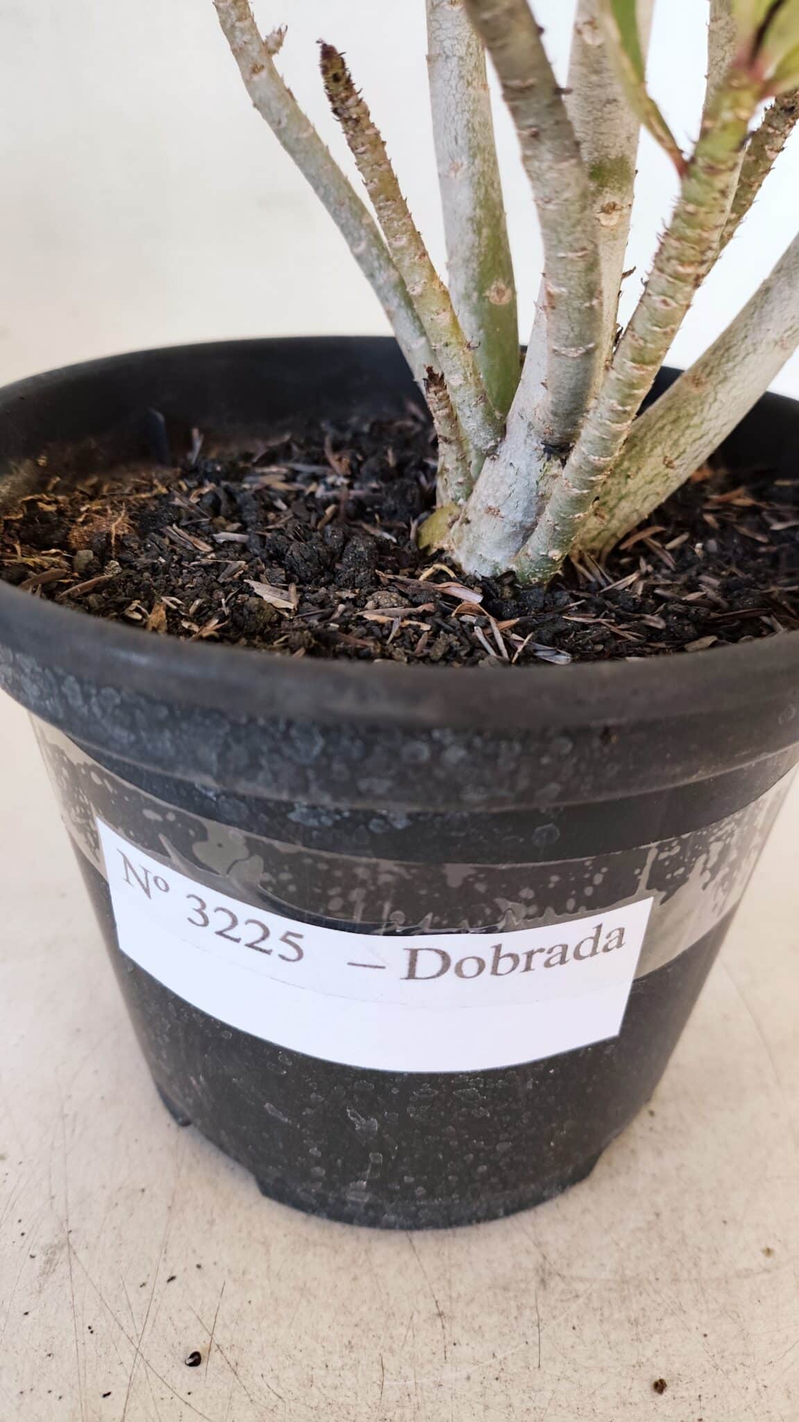 Planta Dobrada 3225 – 30cm – 03 anos