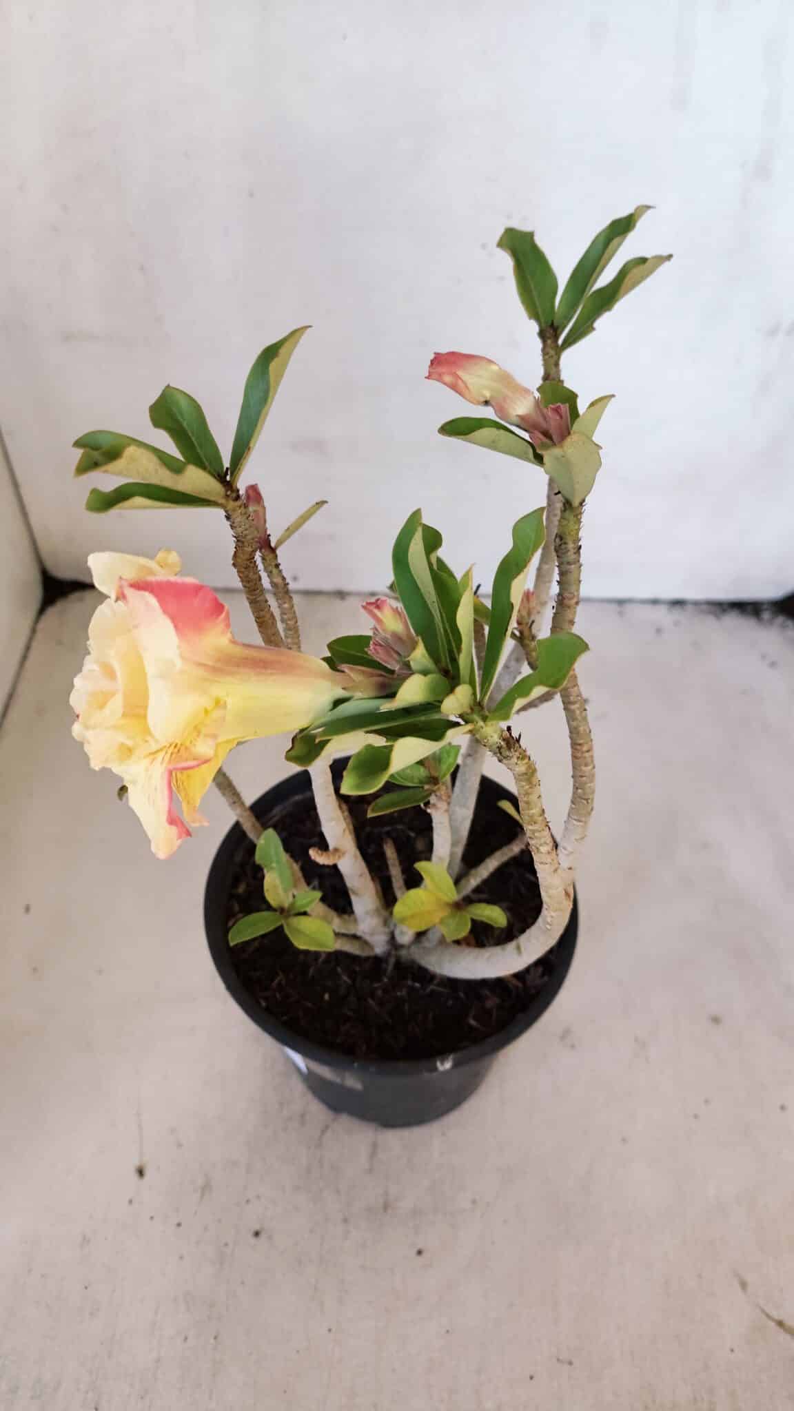 Planta Dobrada 3225 – 30cm – 03 anos