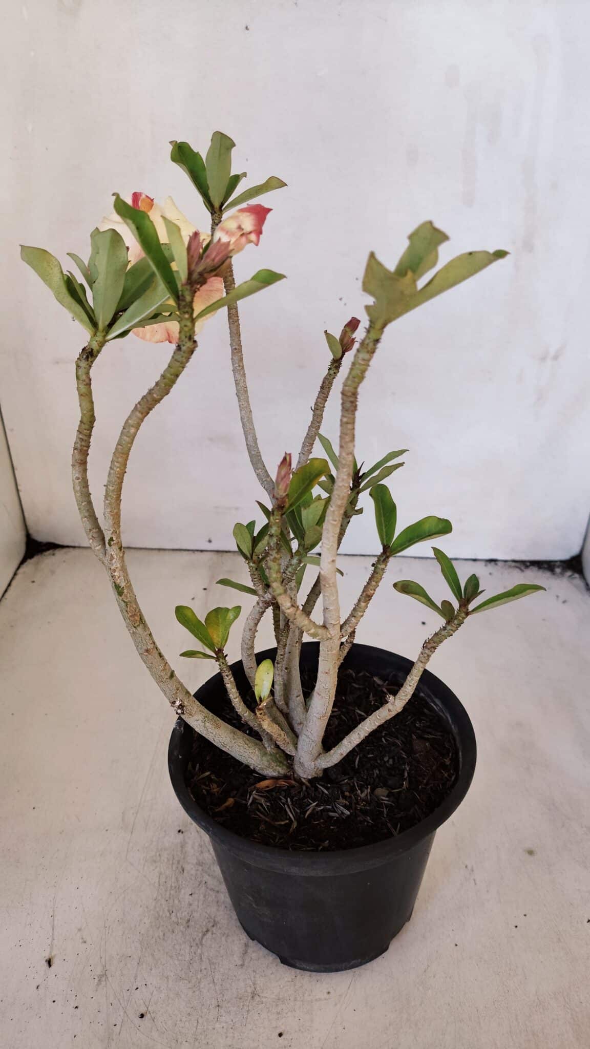 Planta Dobrada 3225 – 30cm – 03 anos