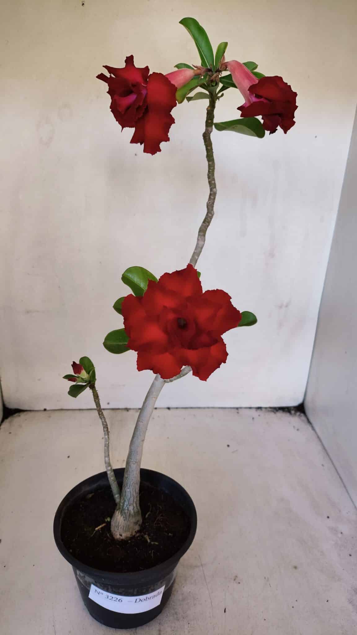 Planta Dobrada 3226 – 40cm – 03 anos