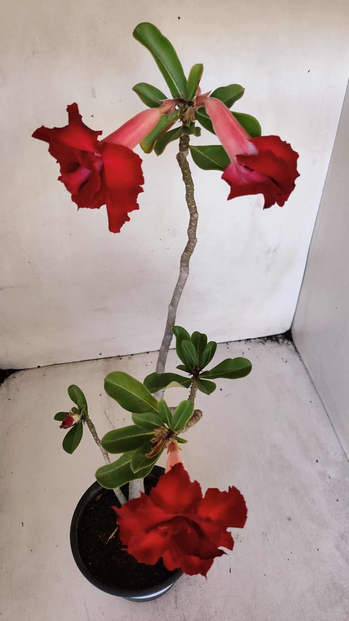 Planta Dobrada 3226 – 40cm – 03 anos