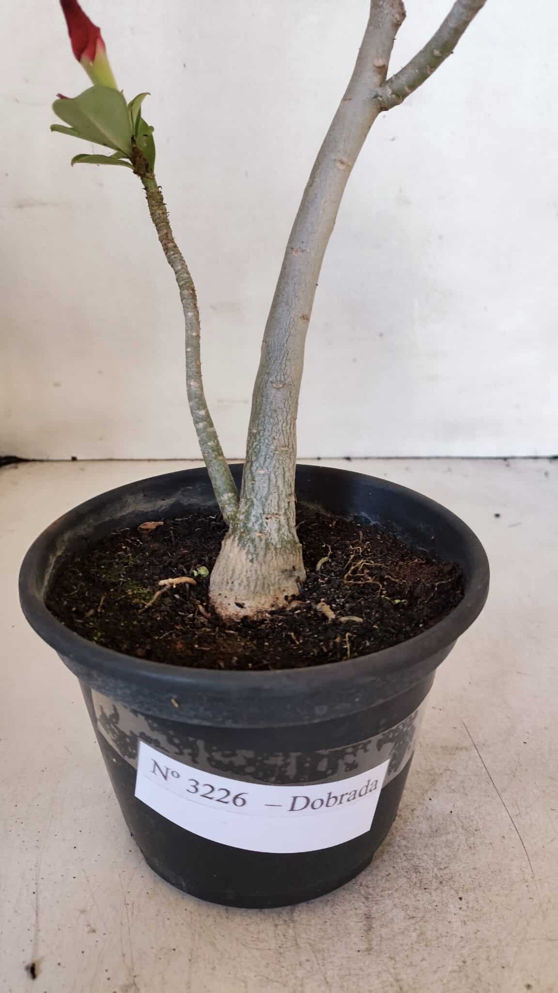 Planta Dobrada 3226 – 40cm – 03 anos