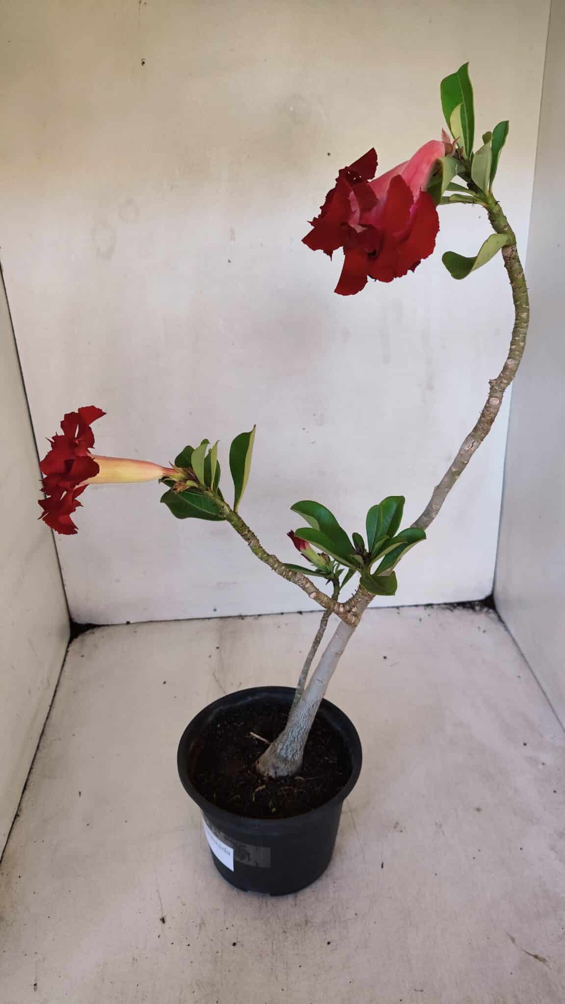 Planta Dobrada 3226 – 40cm – 03 anos