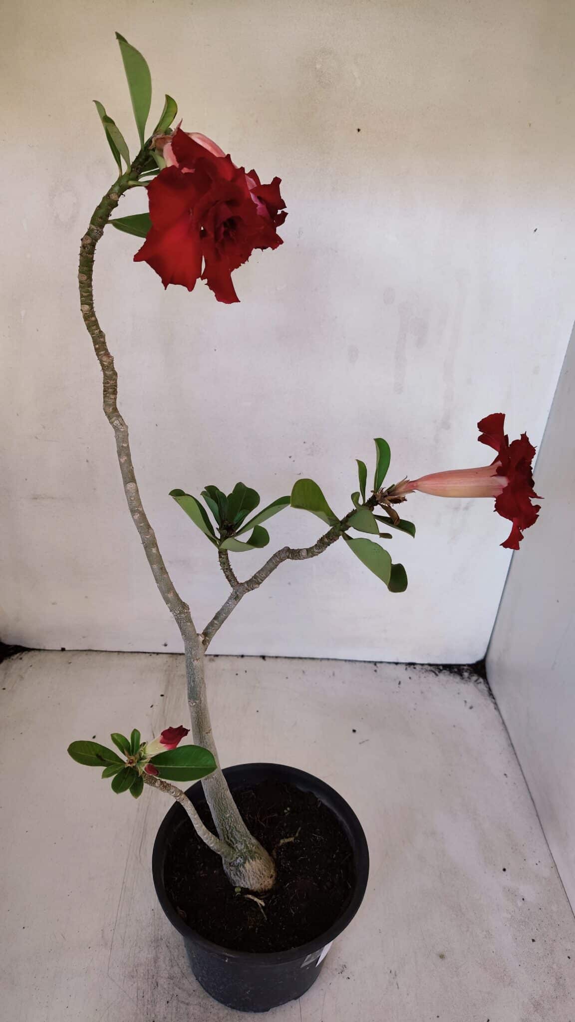 Planta Dobrada 3226 – 40cm – 03 anos