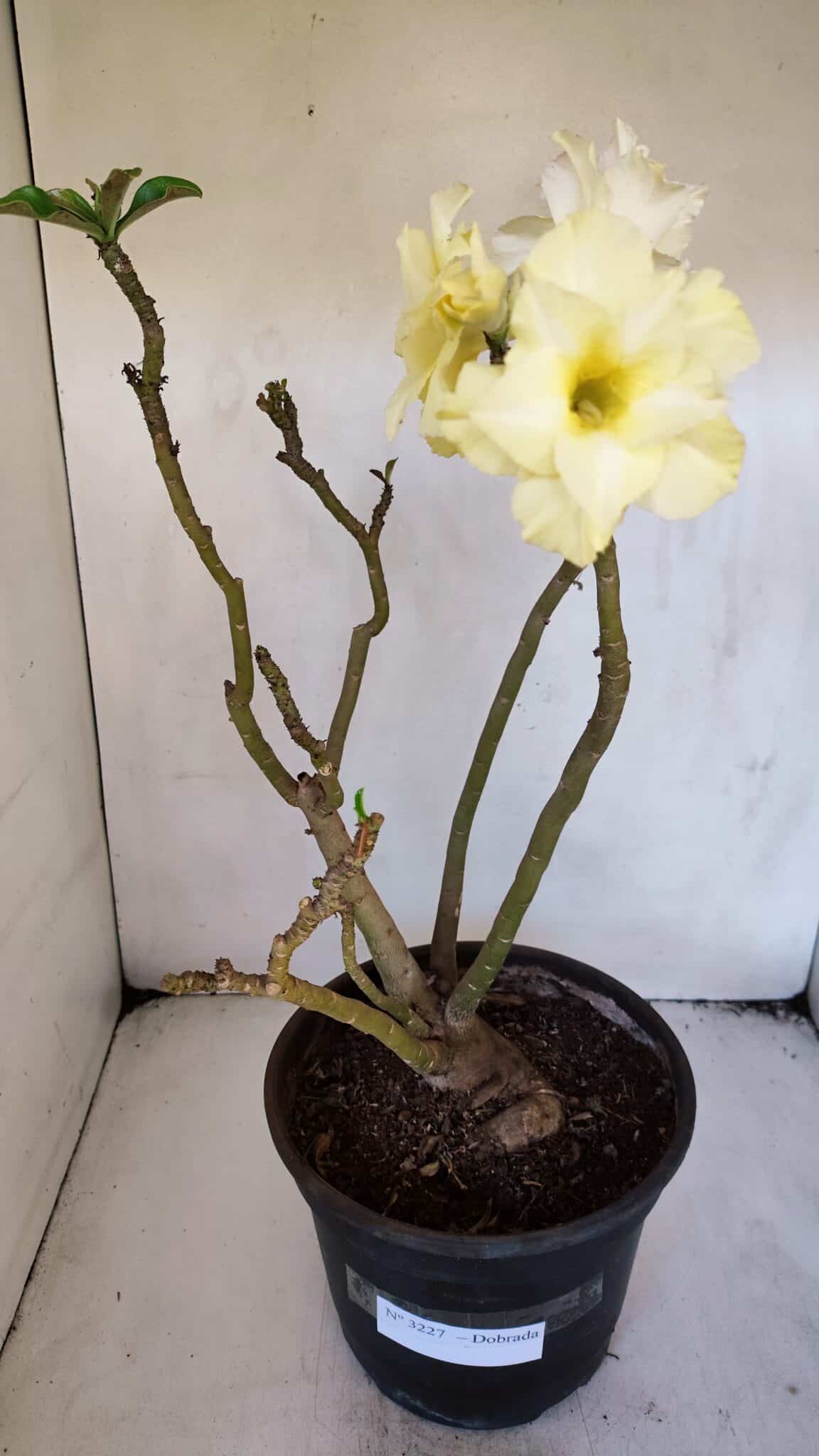 Planta Dobrada 3227 – 45cm – 04 anos