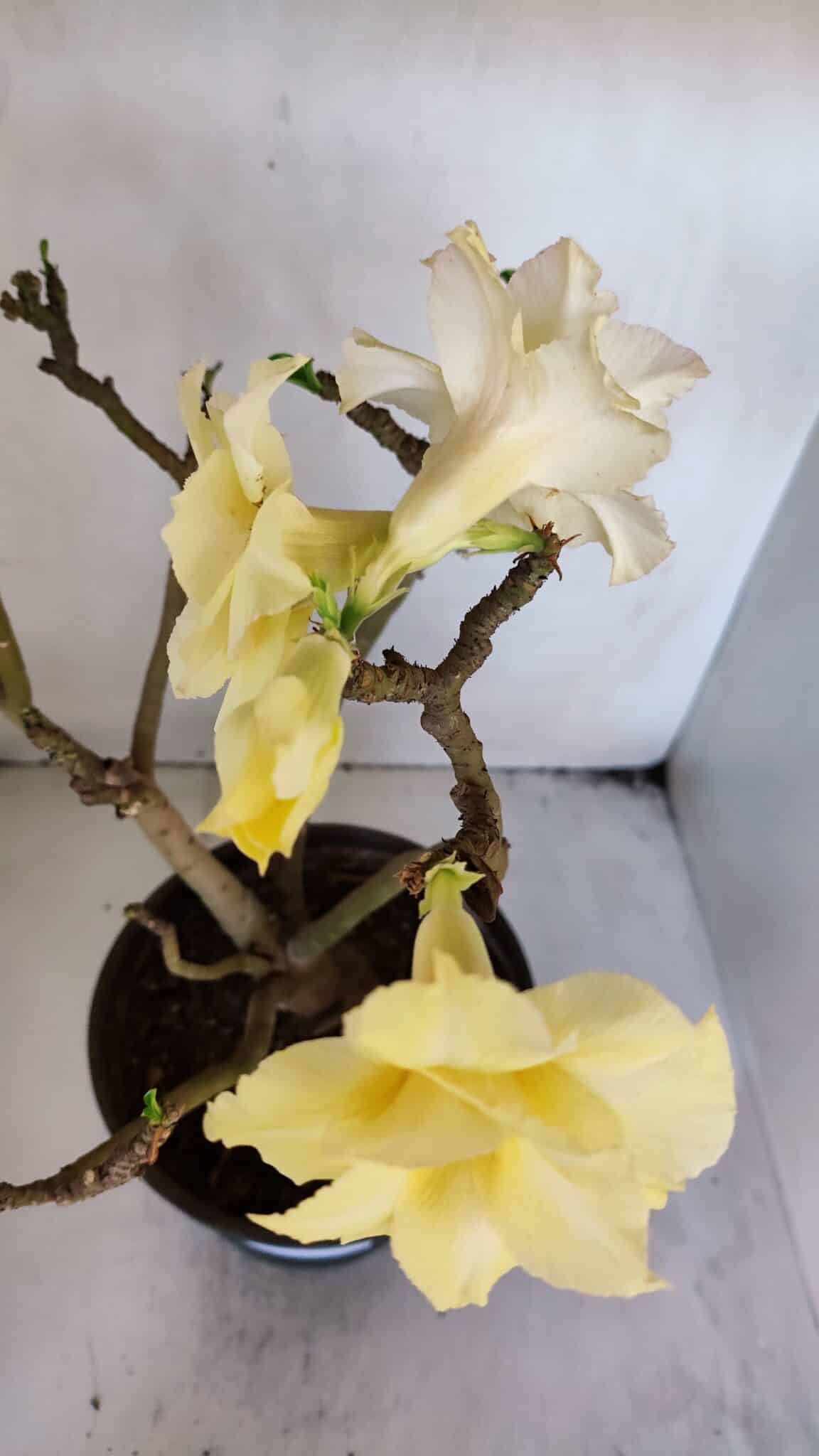 Planta Dobrada 3227 – 45cm – 04 anos