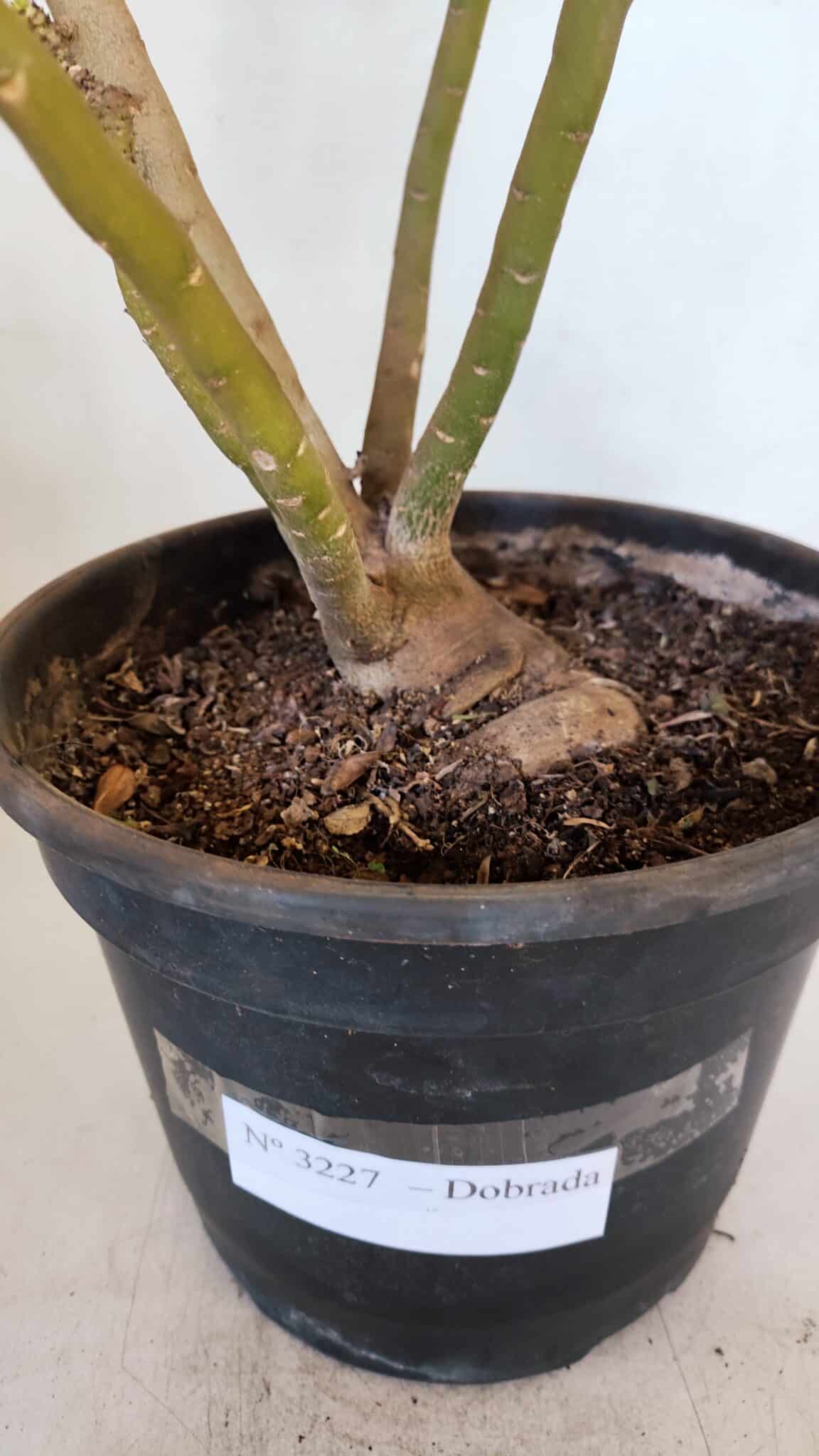 Planta Dobrada 3227 – 45cm – 04 anos