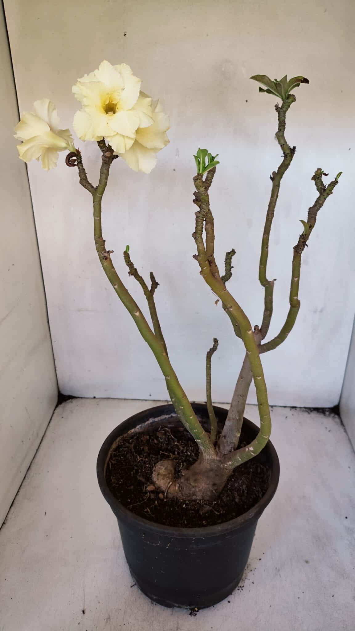 Planta Dobrada 3227 – 45cm – 04 anos
