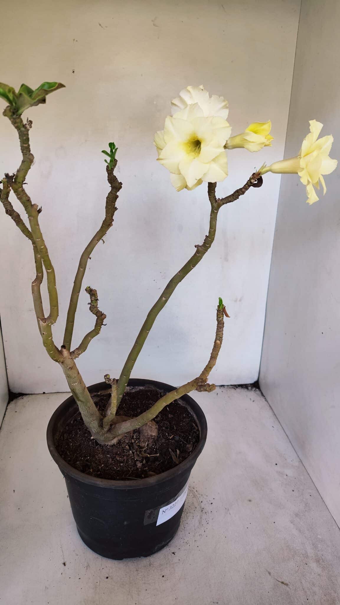 Planta Dobrada 3227 – 45cm – 04 anos