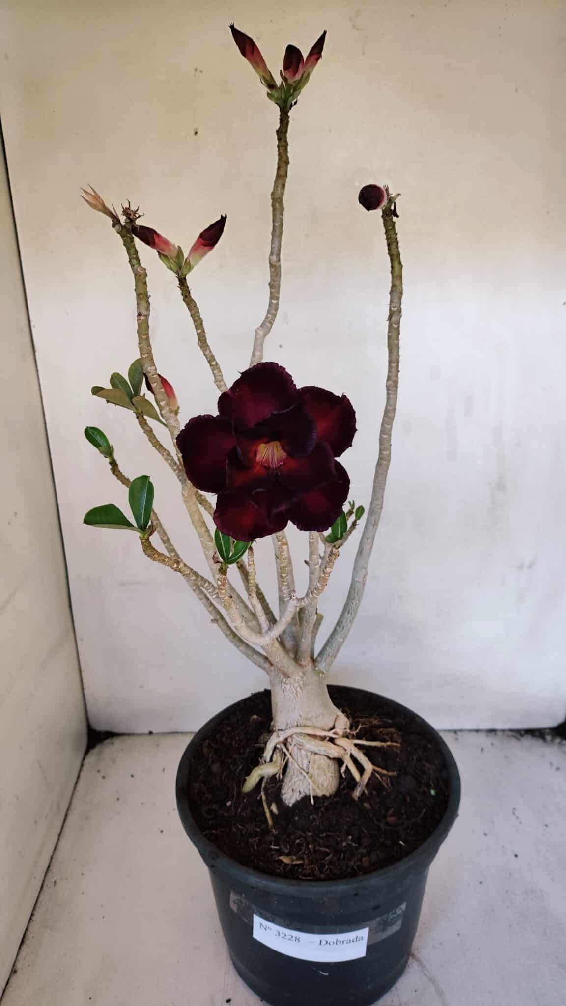 Planta Dobrada 3228 – 50cm – 04 anos